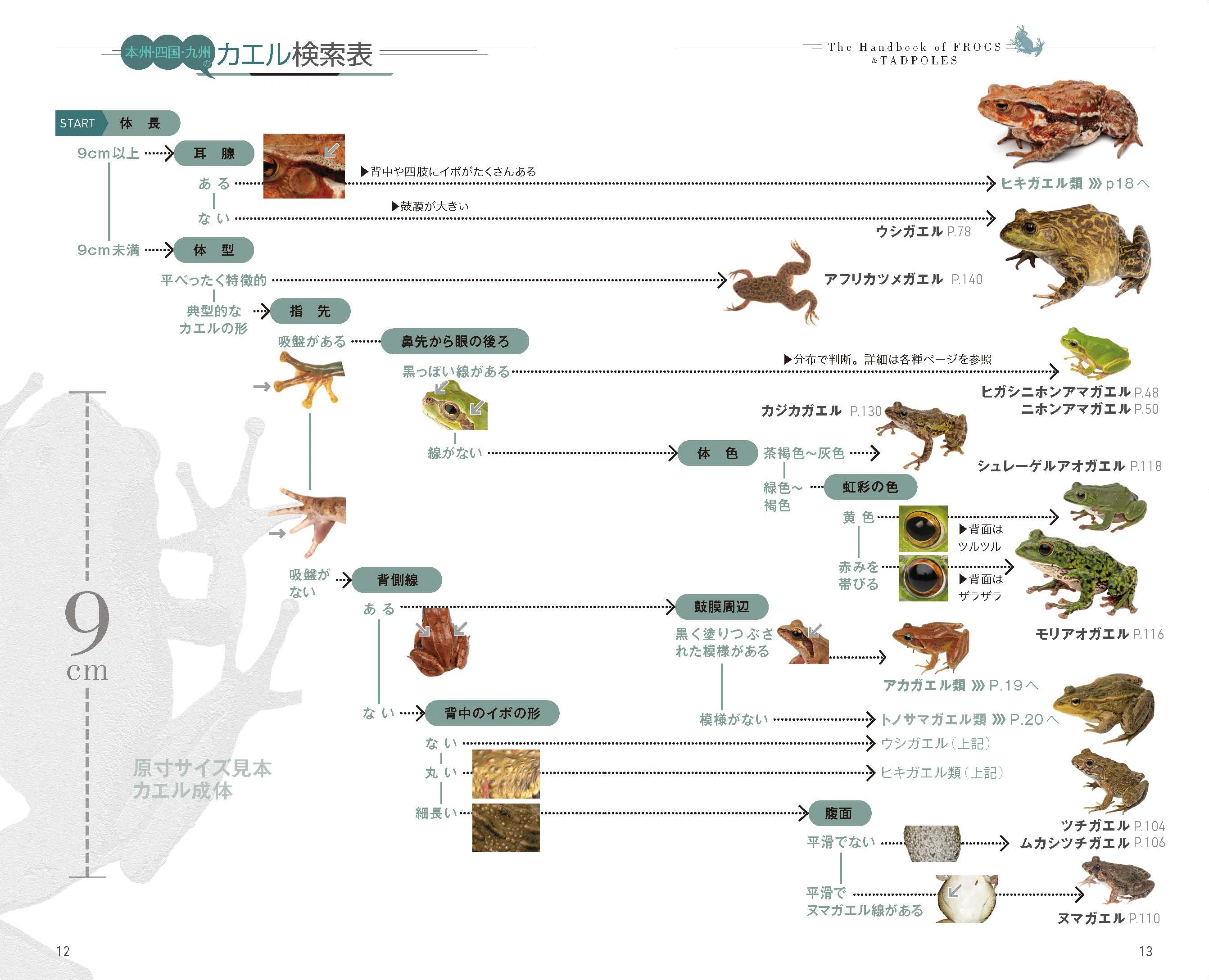 識別ポイントからカエルを正しく見分けよう カエルとオタマジャクシ