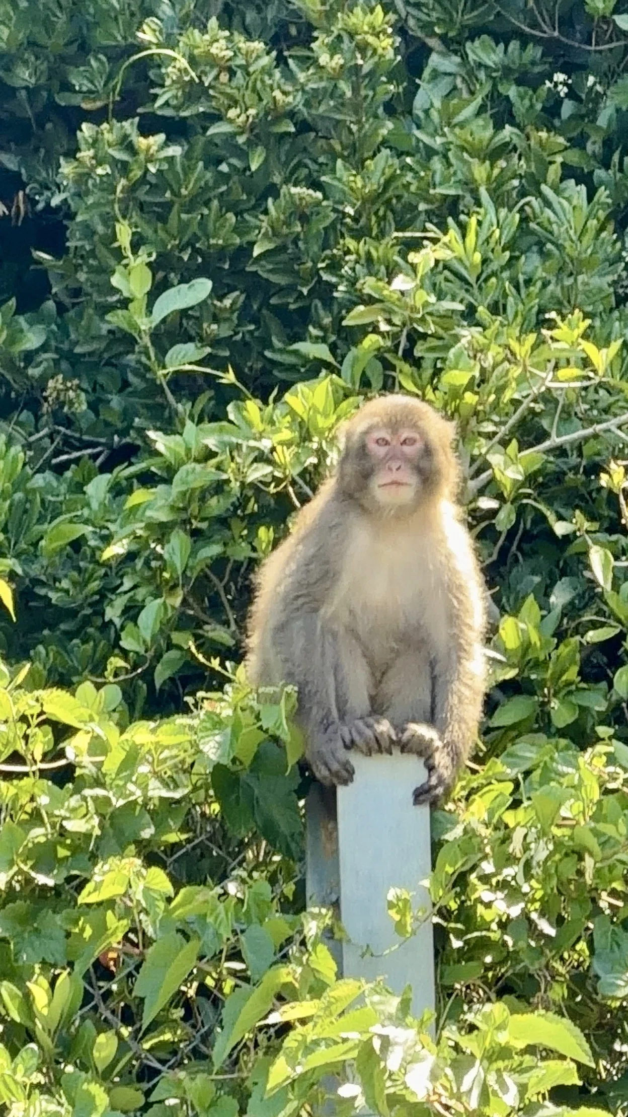 遭遇】海へ向かう途中で、20匹の野生サルに包囲された｜柏島｜笠原雅俊