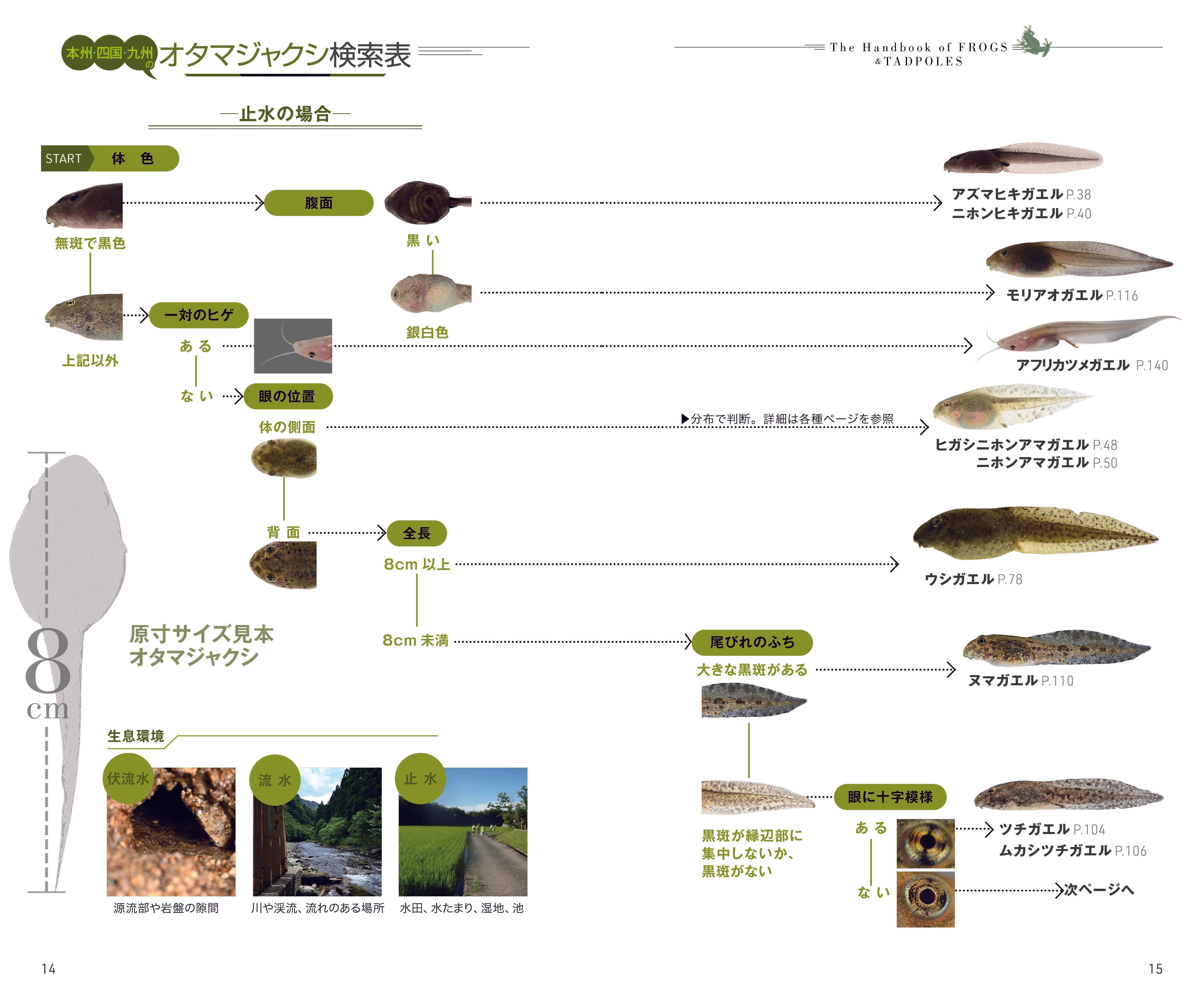 識別ポイントからカエルを正しく見分けよう カエルとオタマジャクシ