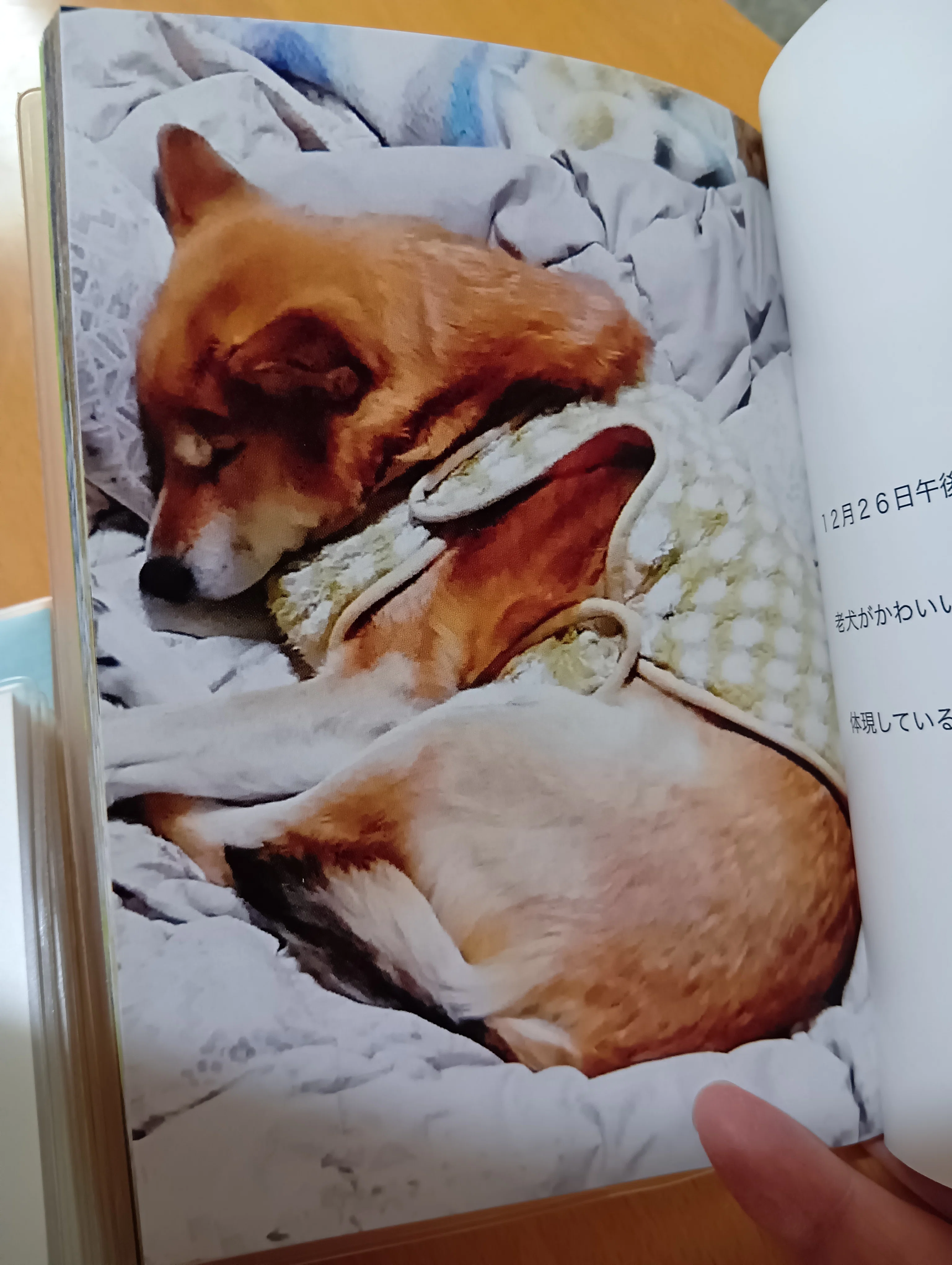 しば犬です。私の汗と涙が染み付いています。