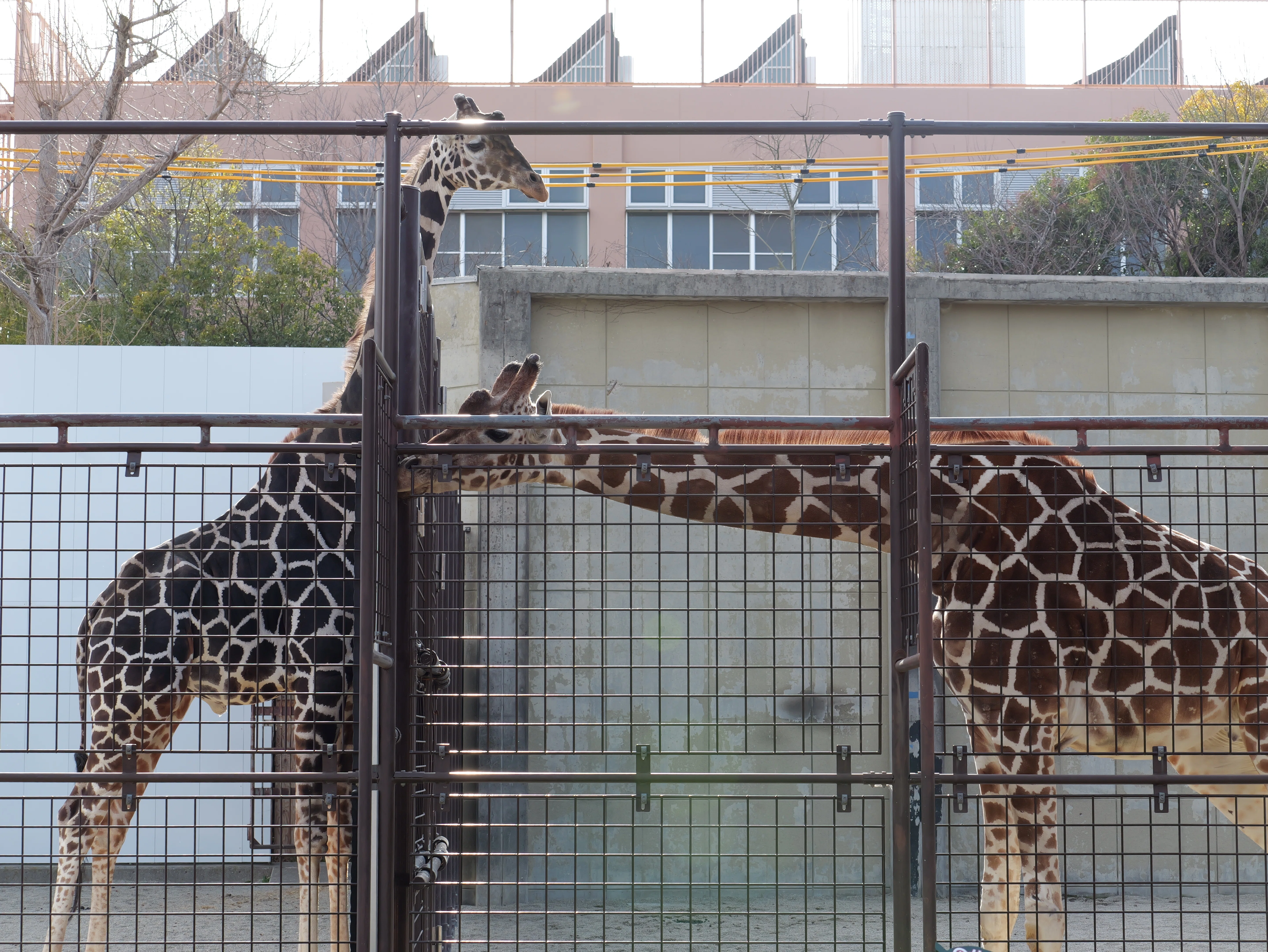 こちら、光学設計部_第十四回【LEICA DG VARIO-ELMARIT 35-100mm / F2