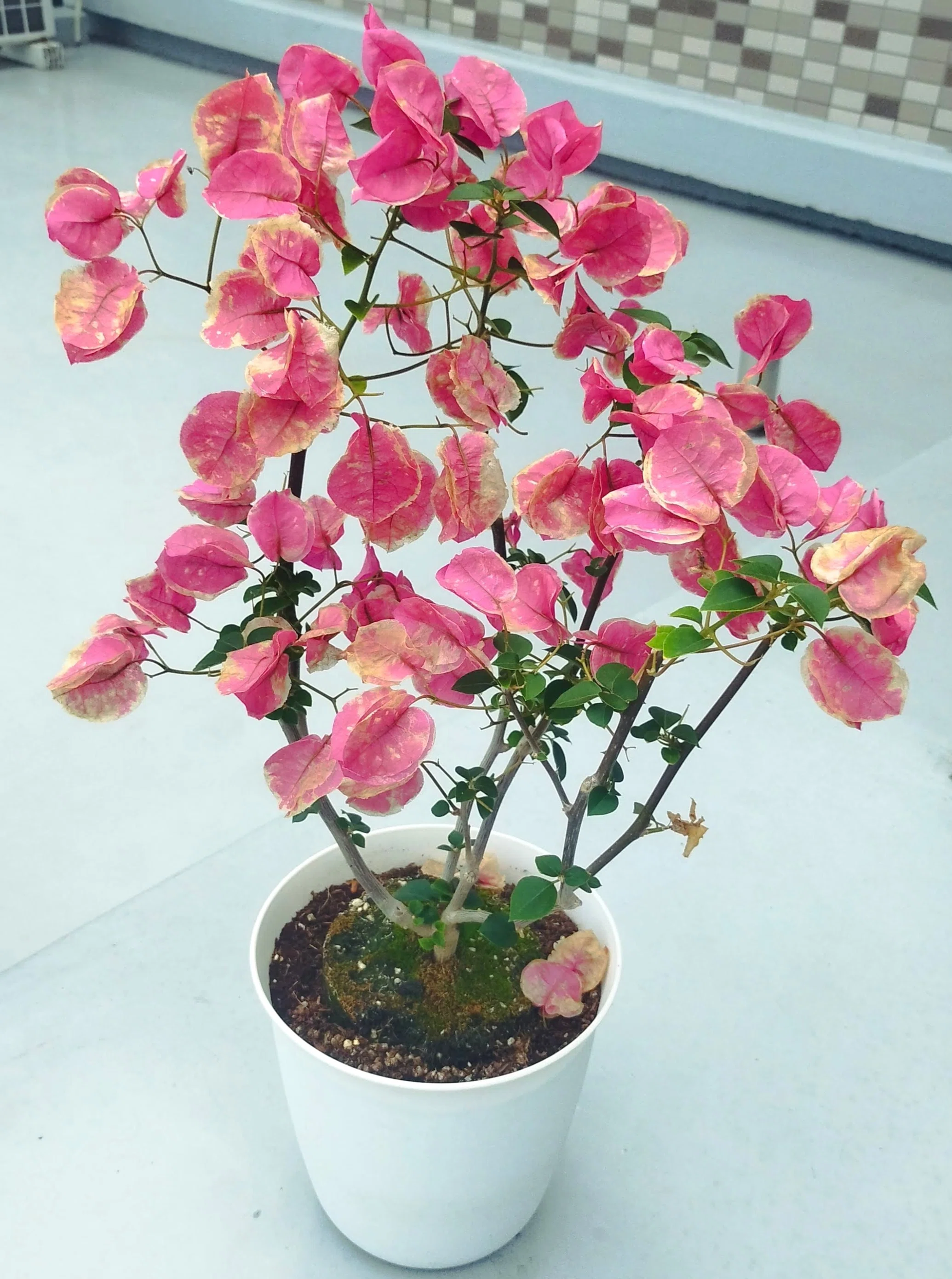 ブーゲンビリアの花がら摘み｜日々よしなしごと