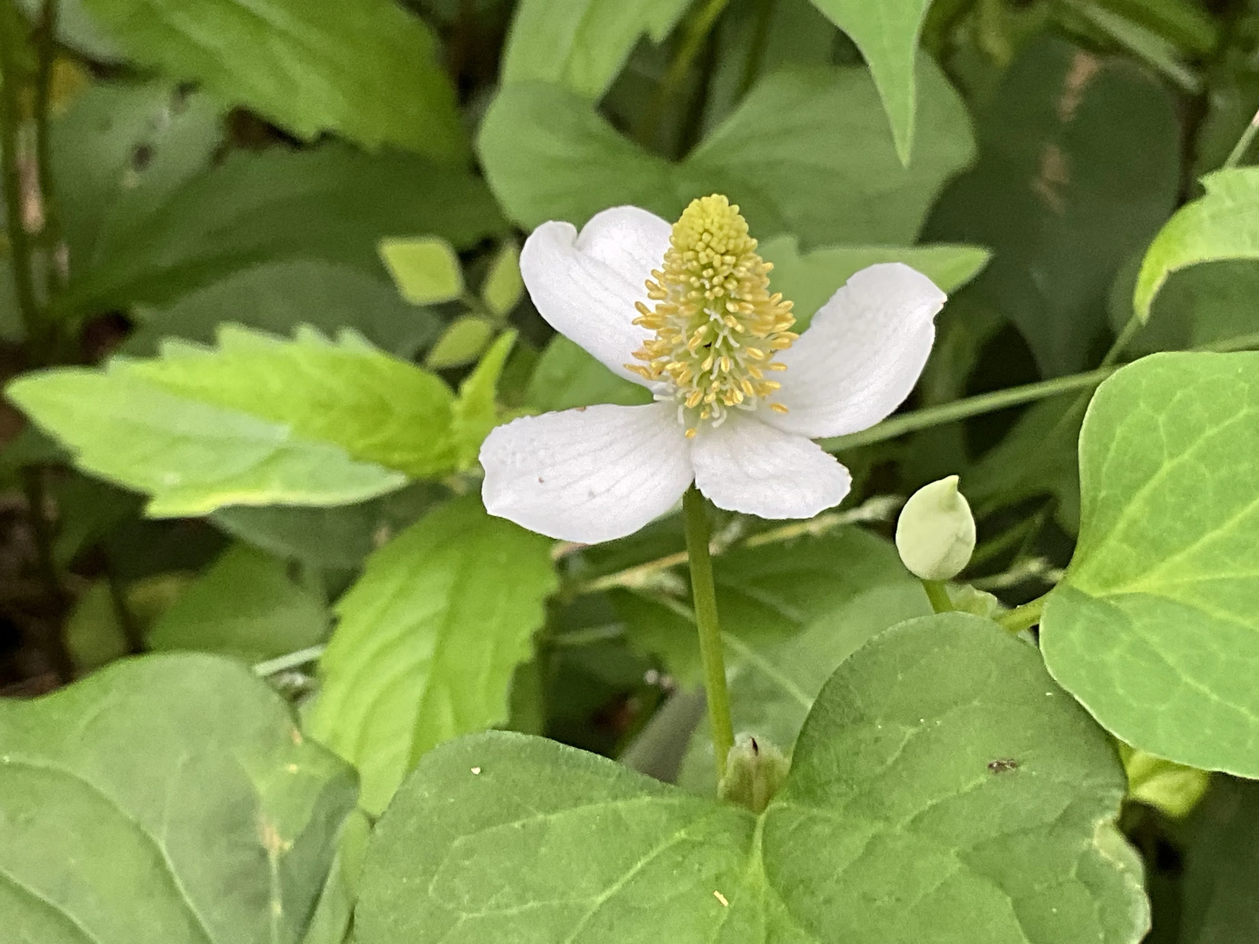 ドクダミの贈りもの −アントロポゾフィー薬用植物学入門−（単行本（ソフトカバー）） ドクダミの贈りもの アントロポゾフィー薬用植物学入門 | ヤマダウェブコム