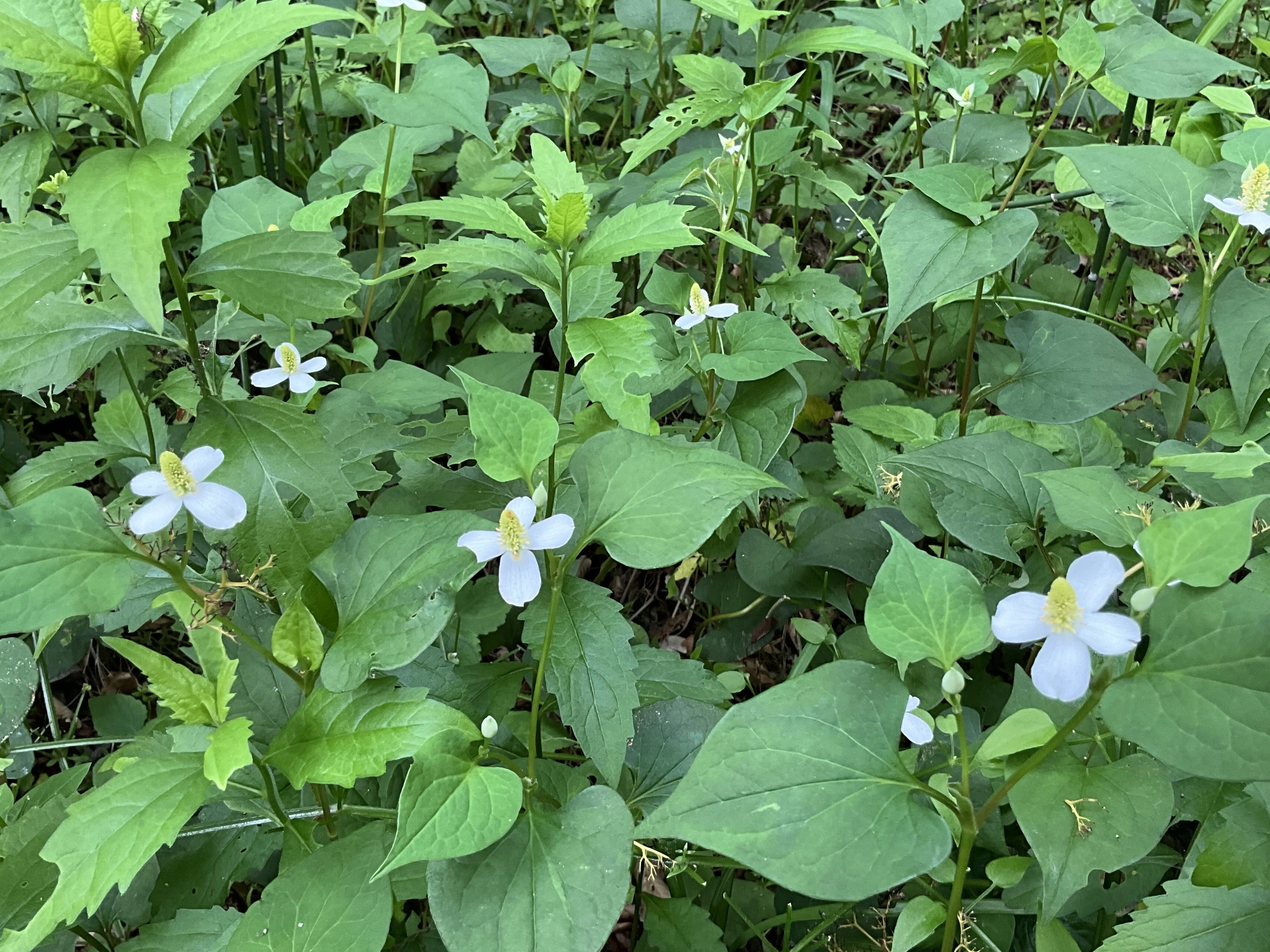 ドクダミの花（京都府立植物園）：2026年5月25日（月）｜藤井秀昭