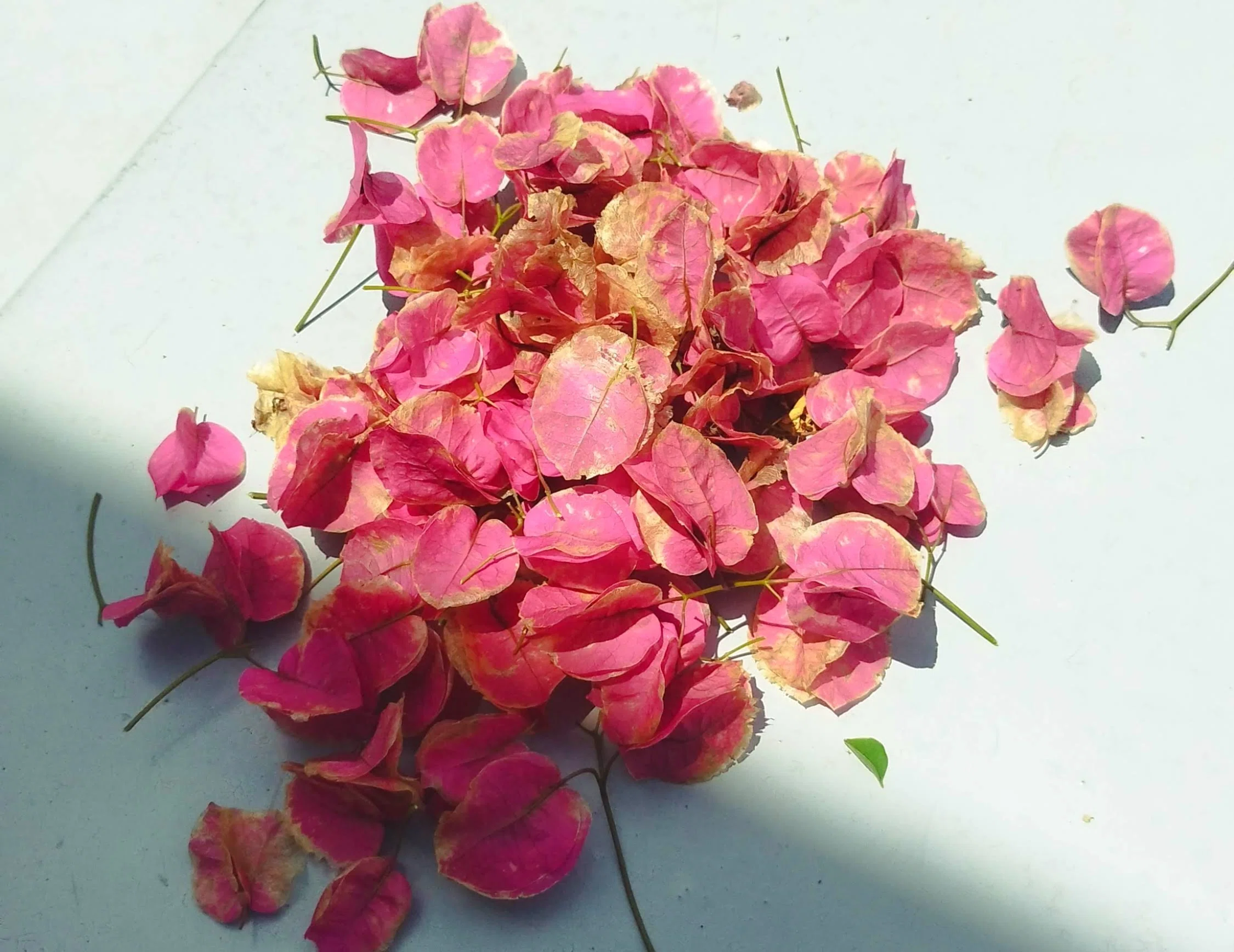 ブーゲンビリアの花がら摘み｜日々よしなしごと