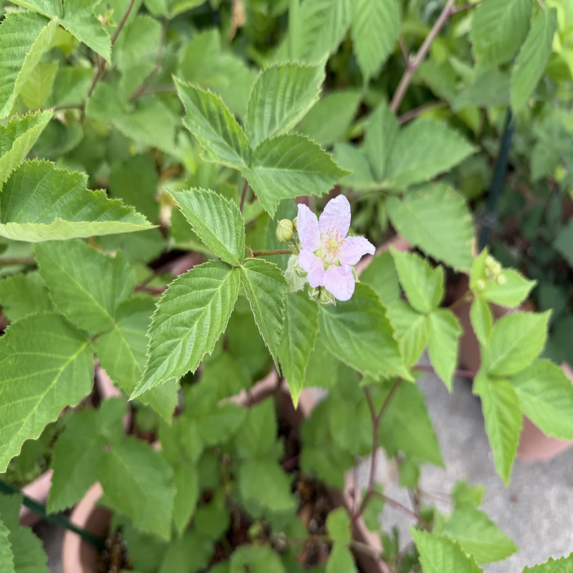 ブラックベリーに花が咲いた｜Hirokazu Nishi
