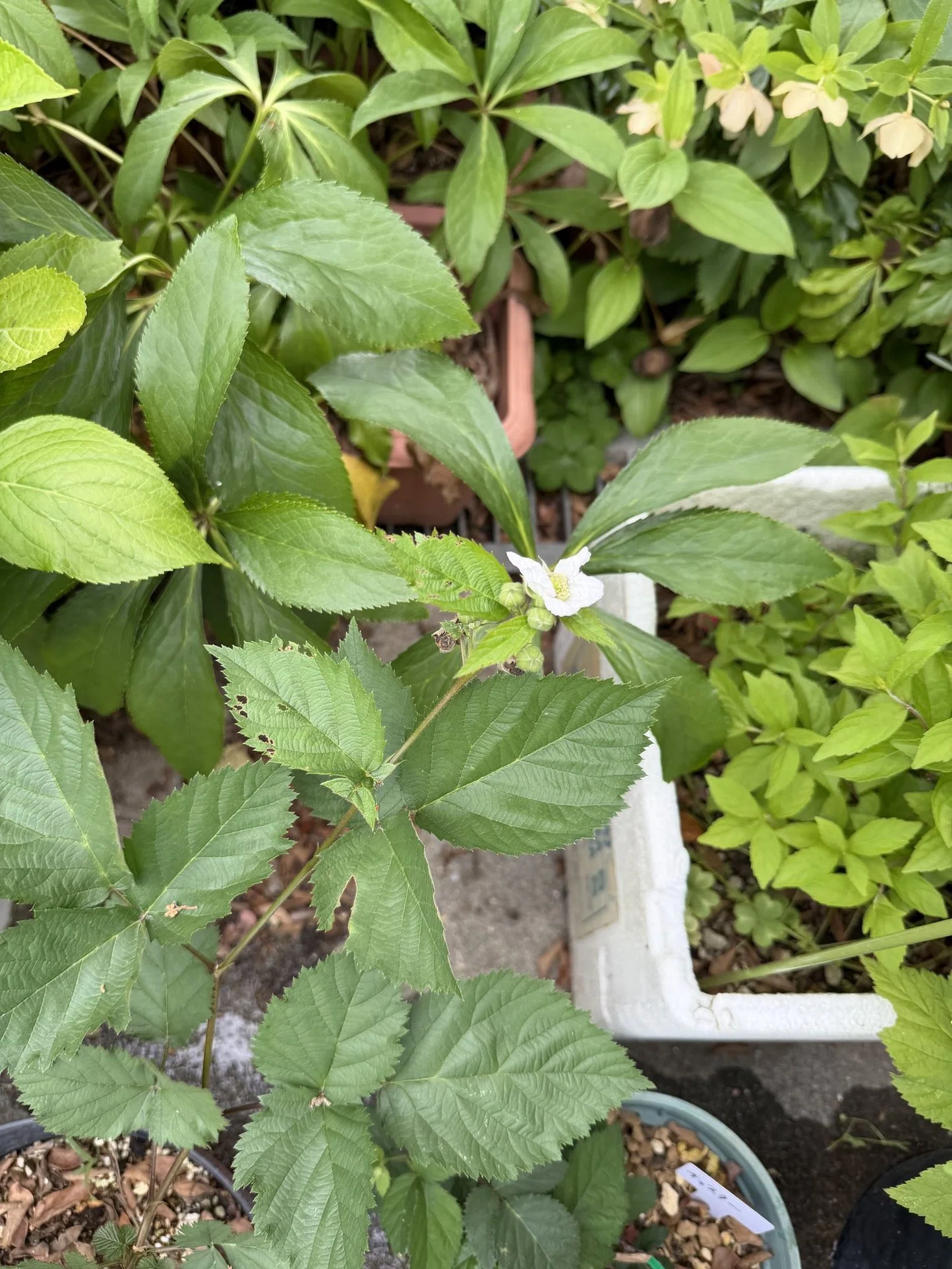 ブラックベリーに花が咲いた｜Hirokazu Nishi