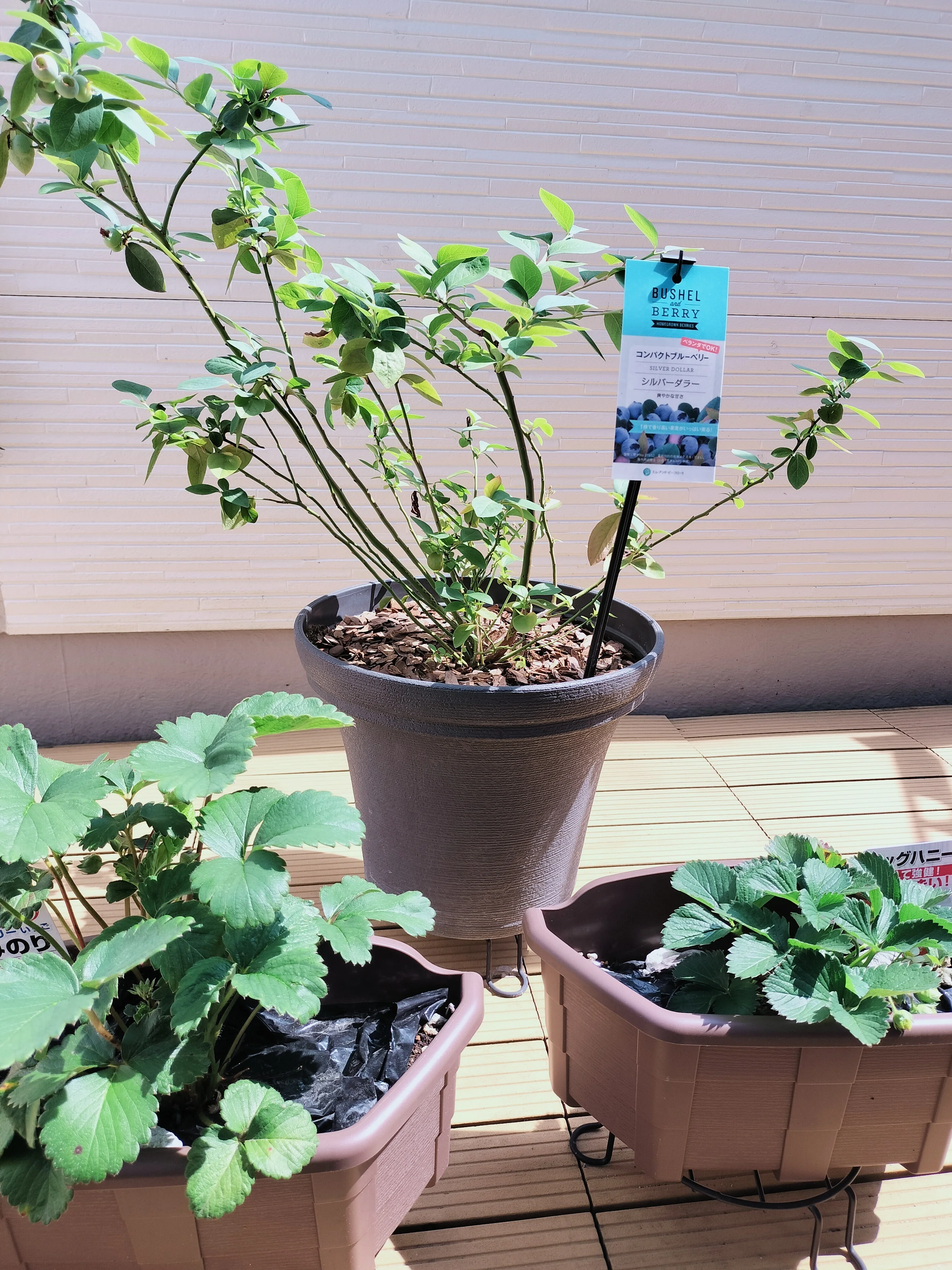 ブルーベリーの植え替え🫐不向きな5月にやってみた🫒探してた苗に