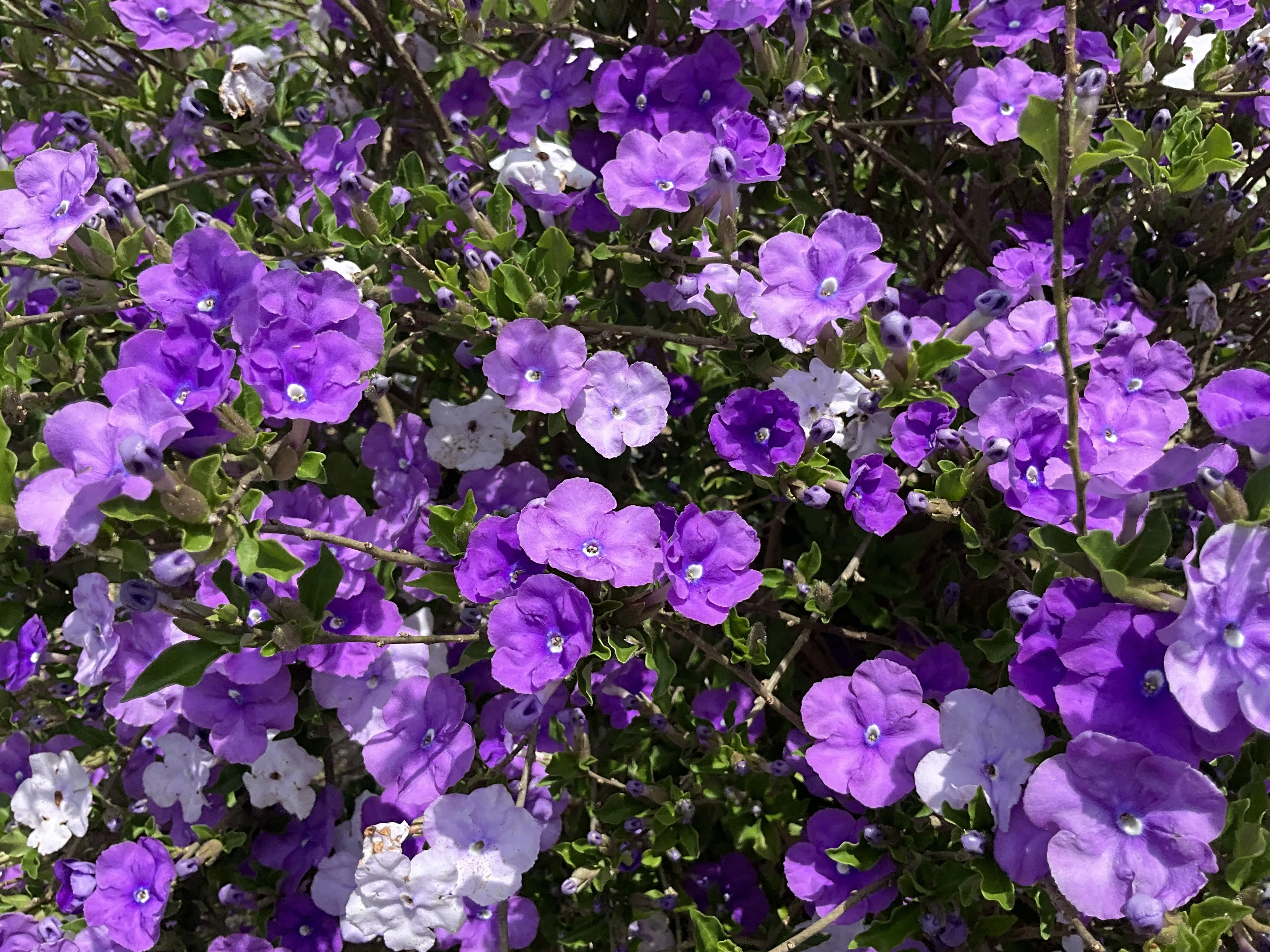 バンマツリ（京都府立植物園）：2026年5月26日（火）｜藤井秀昭