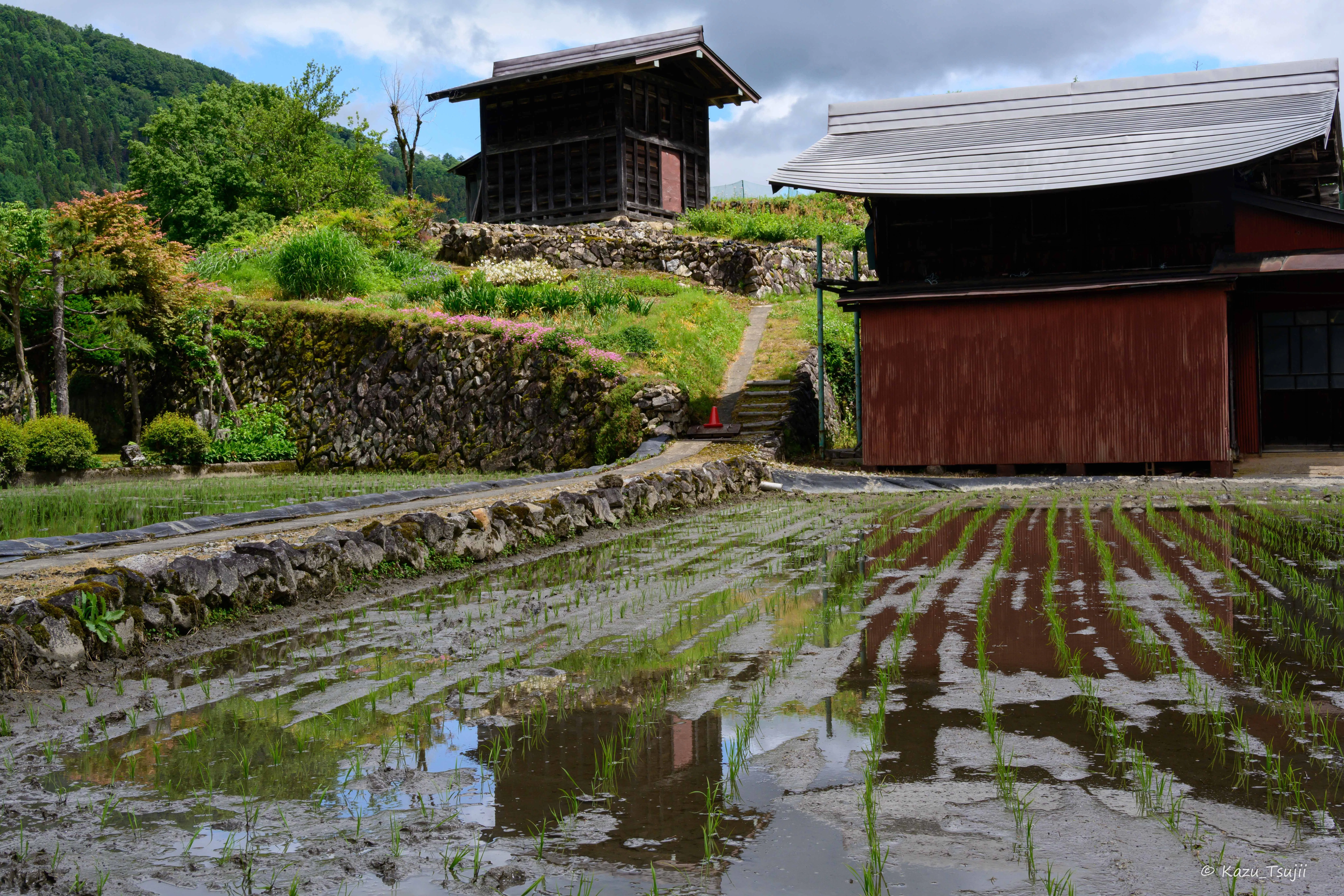 牧草種子見本　見本棚　昭和レトロ 種蔵と棚田｜風景の物語を紡ぐ写真家カズ