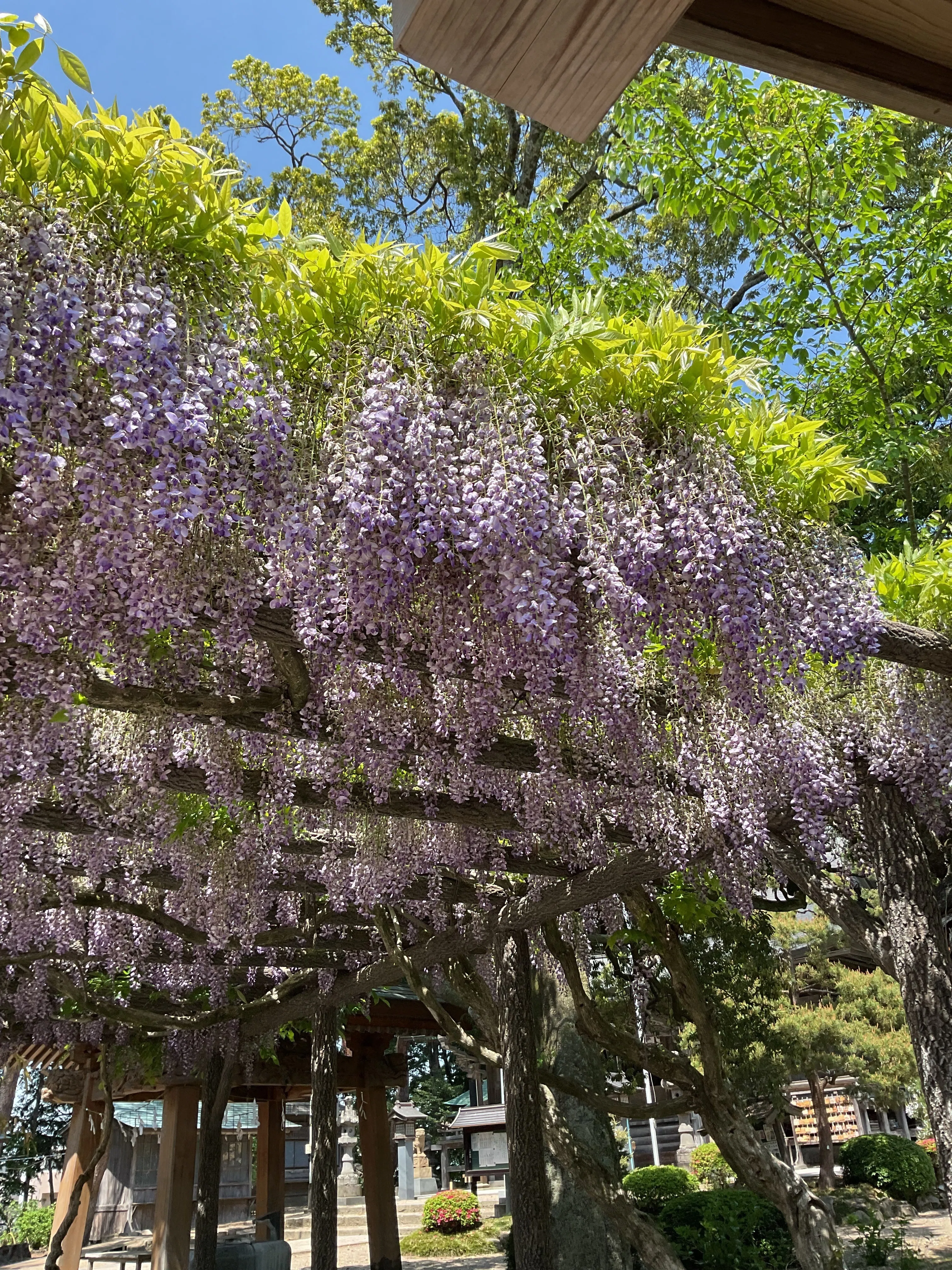 Keifuen | The joy of going out, felt under the wisteria trellis