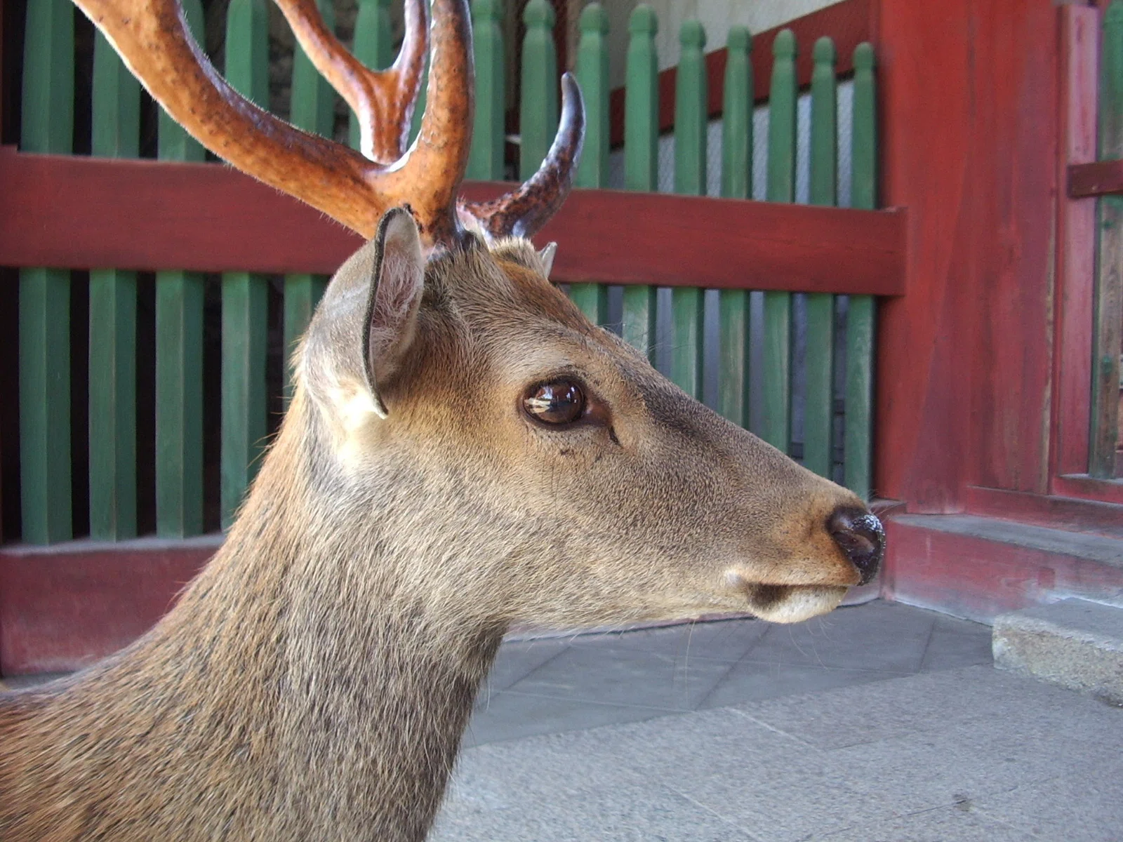 🦌The Deer of Nara🦌｜アル