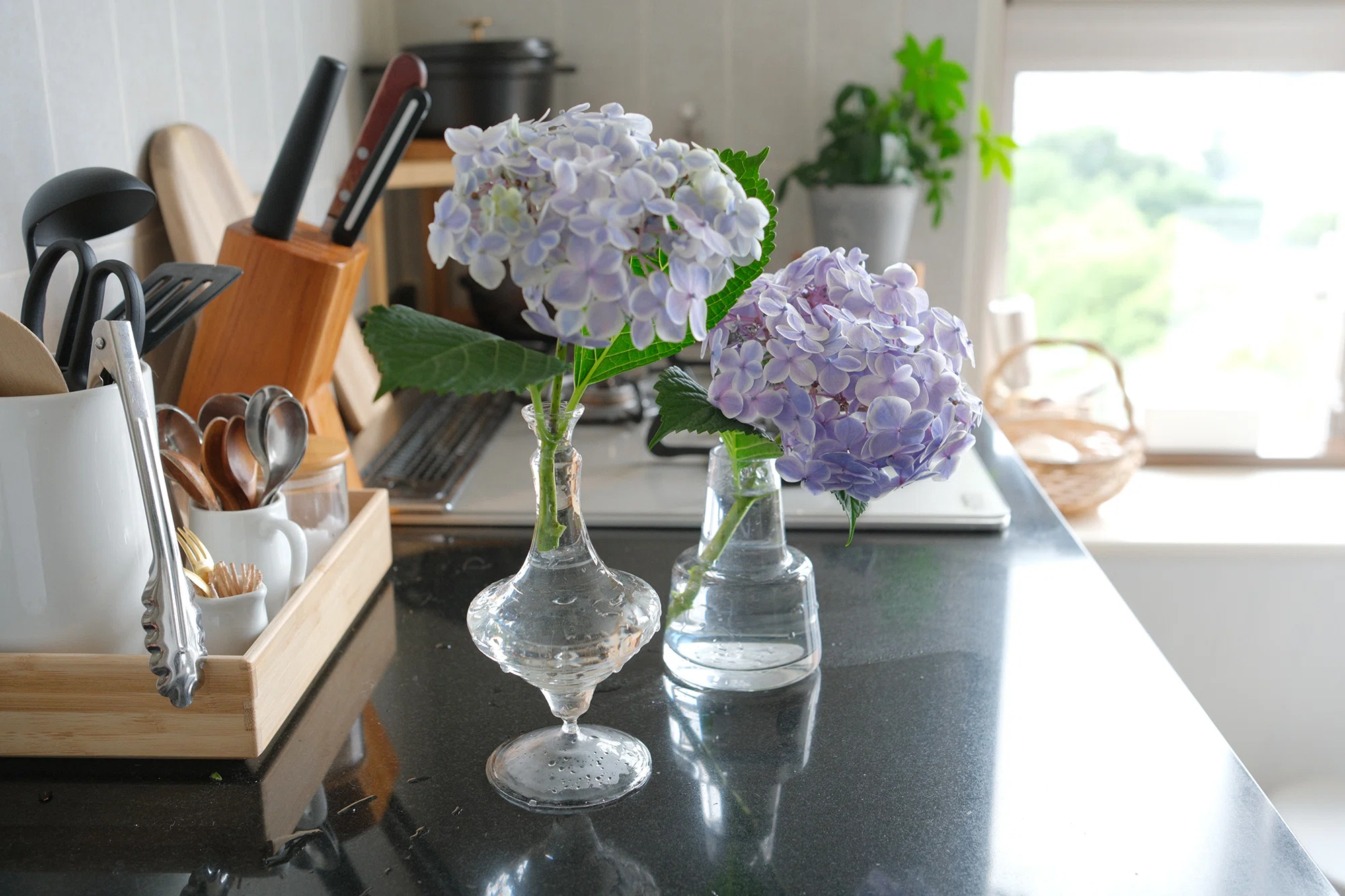 紫陽花を買うなら鉢植えで。1鉢で2ヶ月たのしむ｜あゆみ｜50代からの
