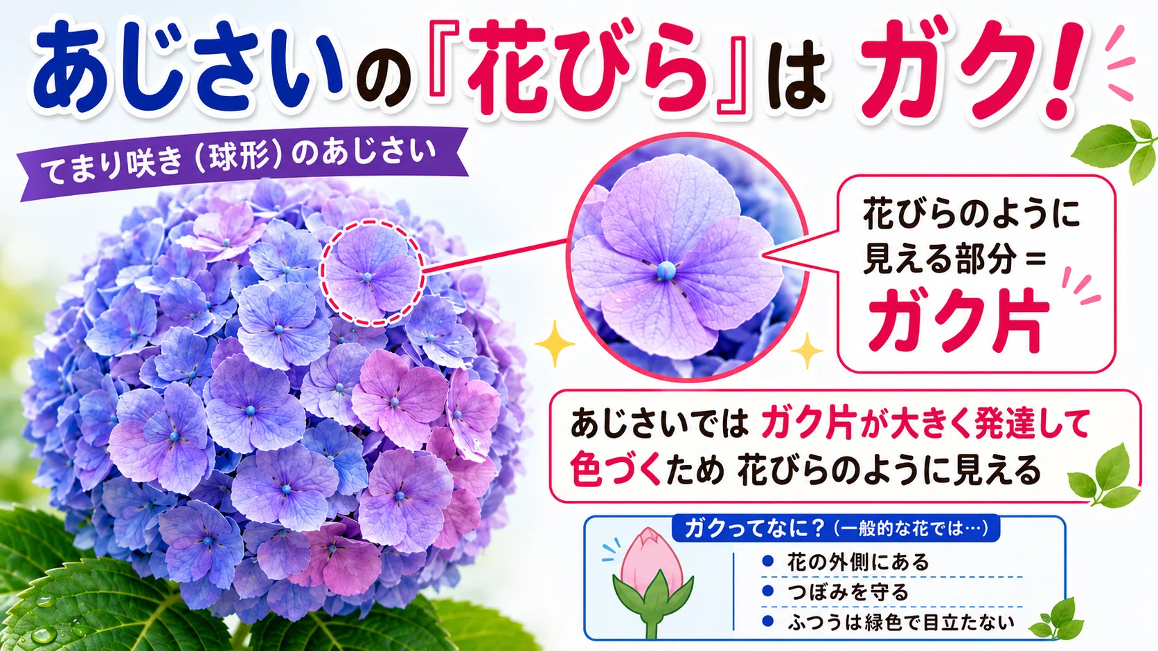 あじさいの花はどこにある？｜花びらに見える「ガク」、装飾花、真の花
