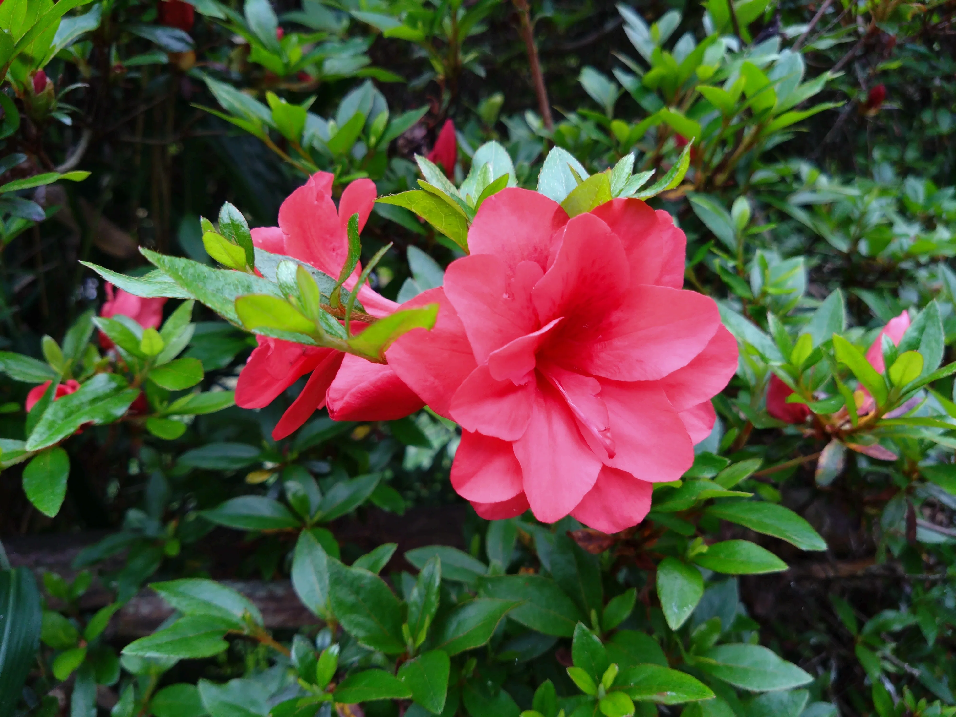 庭のお花が満開です。｜れいぴん✾