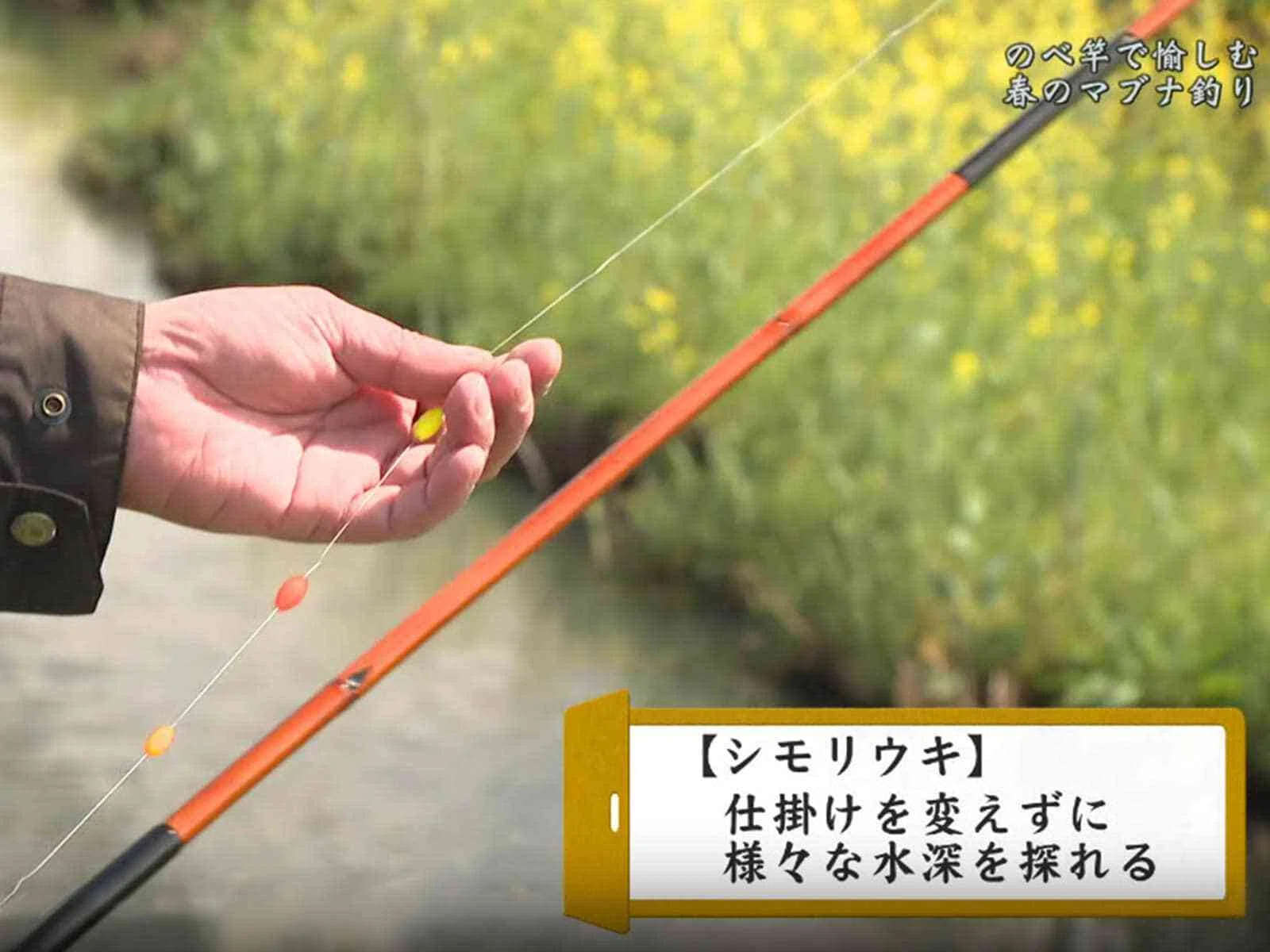 レビュー】尺上（30cm以上）のマブナ！春の光が導く、ノッコミマブナへ