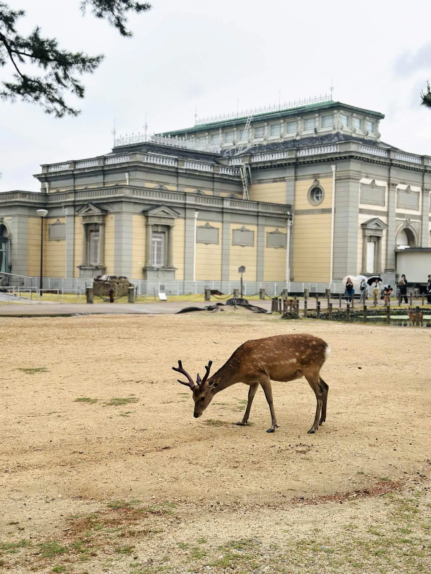 標高1719mから命がけで運ばれた仏像が、奈良にいる【吉野・大峯展