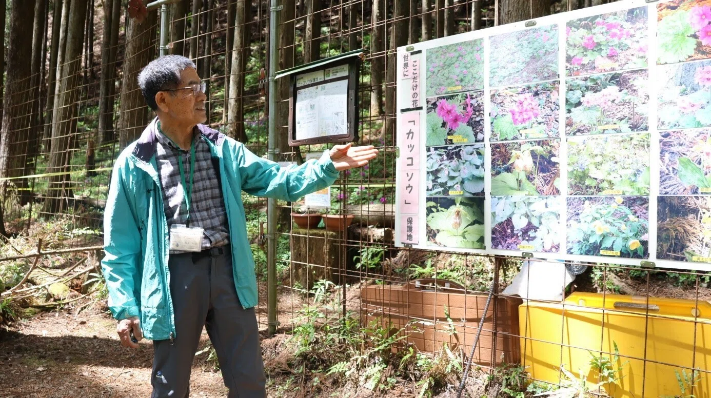 みどり市観光ガイドの会取材】世界でここにしかない花「カッコソウ