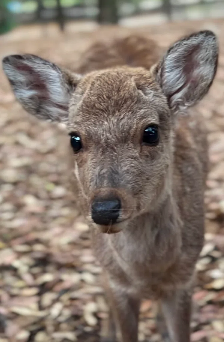 🦌The Deer of Nara🦌｜アル