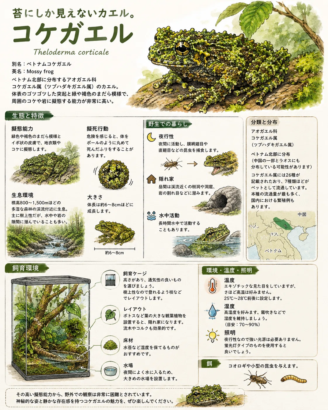 海外コレクター向き明治時代〜昭和戦前期頃蛙苔むした全長２３センチ重さ５キロ飾置物 彫刻・オブジェ