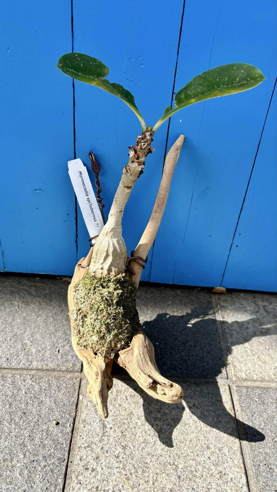 ミルメコディア|ツベローサ|アリ植物①｜cova 塊根植物に沼った美容師
