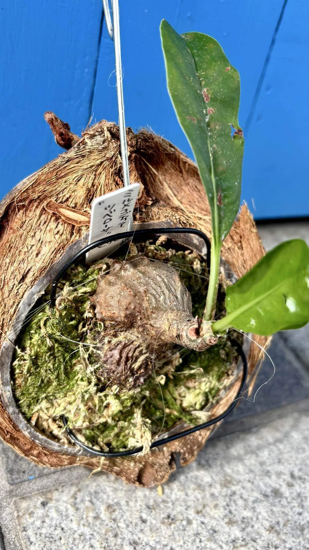 ミルメコディア|ツベローサ|アリ植物①｜cova 塊根植物に沼った美容師