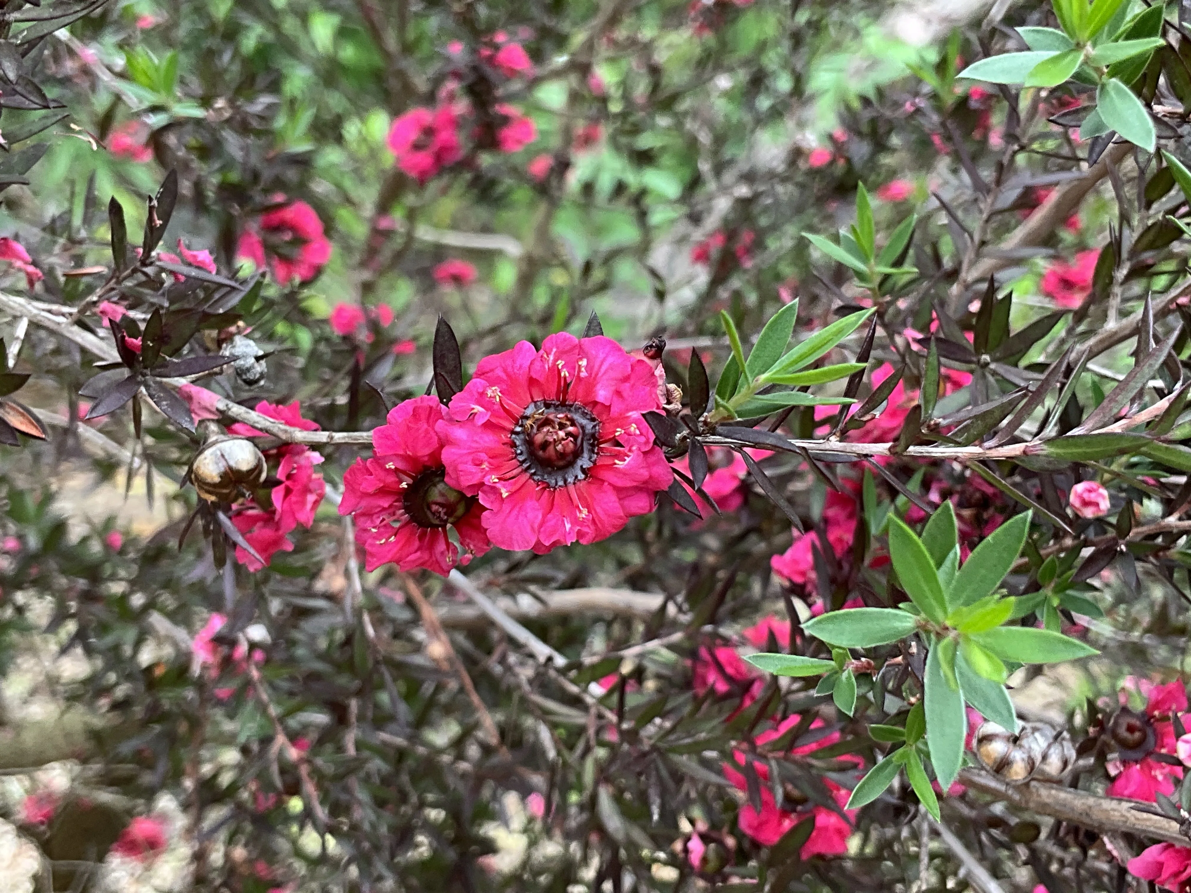 ギョリュウバイ（京都府立植物園）：2026年5月28日（木）｜藤井秀昭