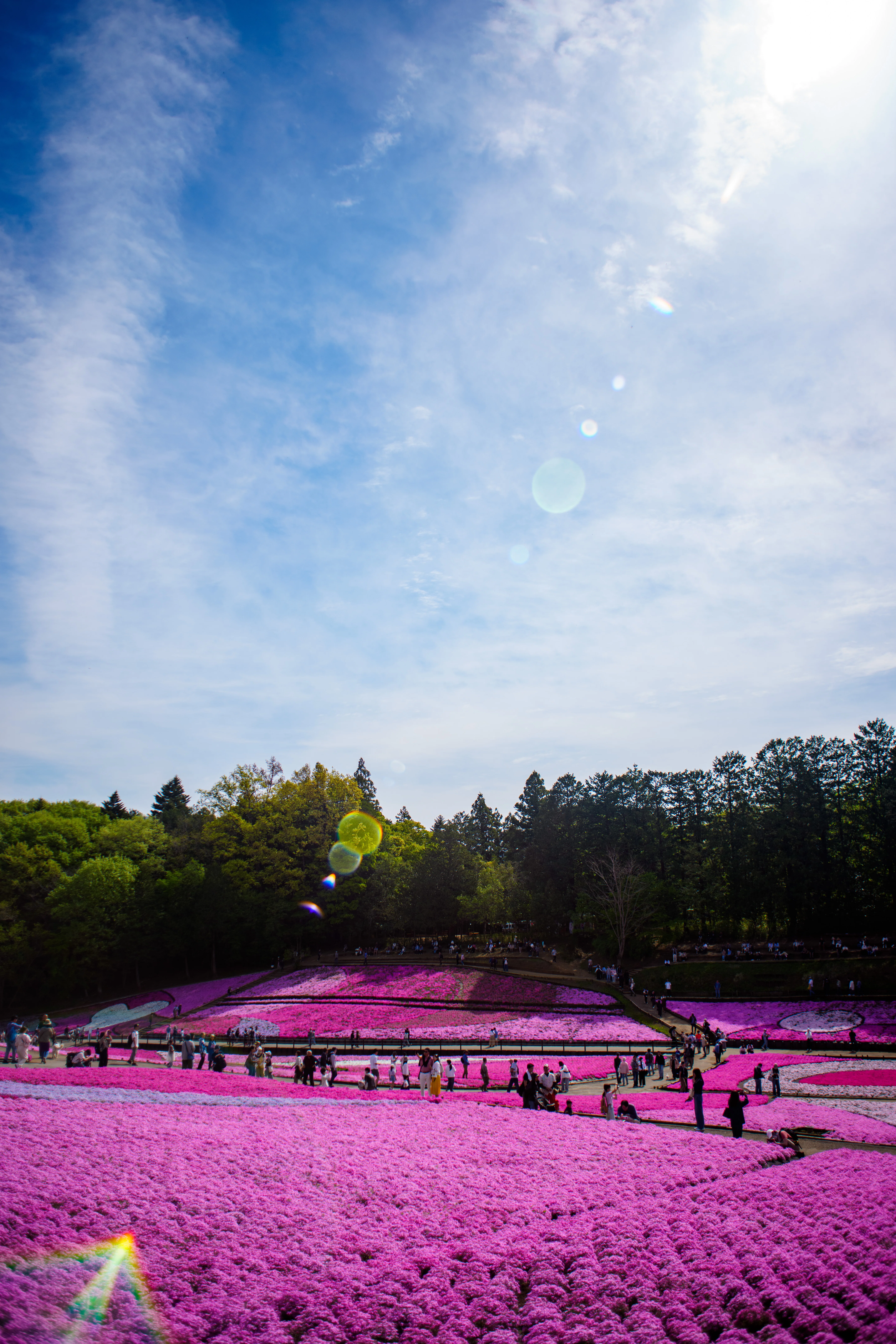 春の行楽2連：芝桜（羊山公園)と大藤棚（あしかがフラワーパーク