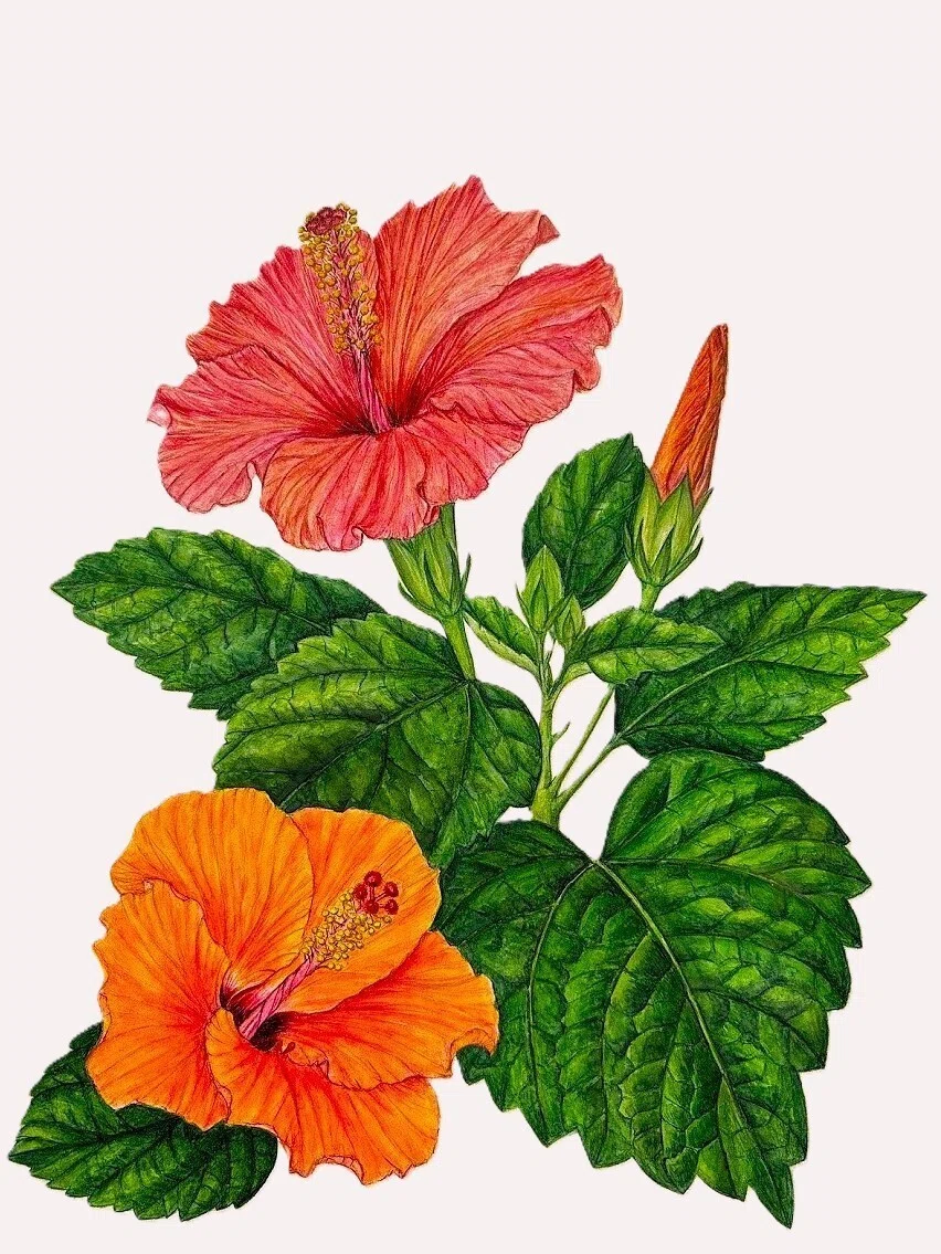 植物画・ボタニカルアート】ハイビスカス～南国の花｜かりあ