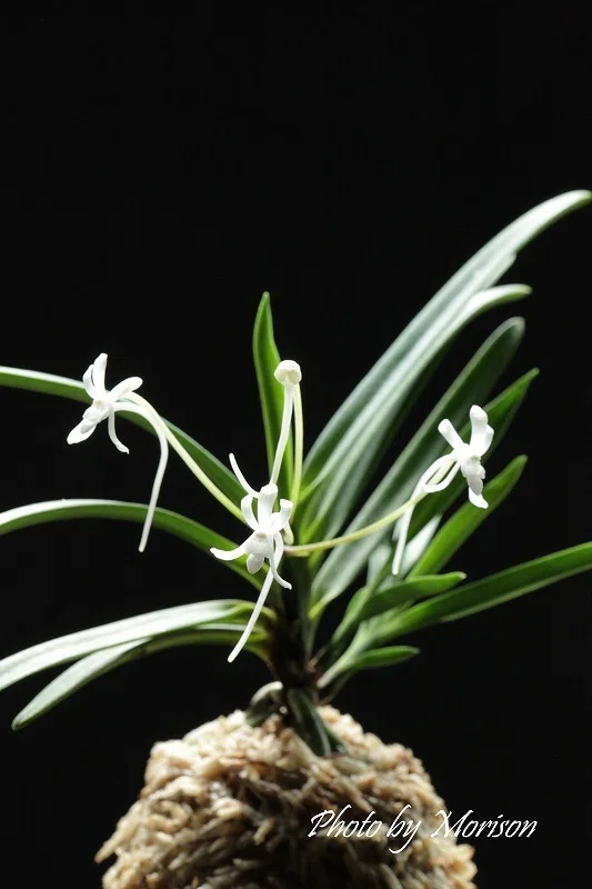 富貴蘭「白牡丹」の花（過去の画像倉庫から）｜KJ Morison