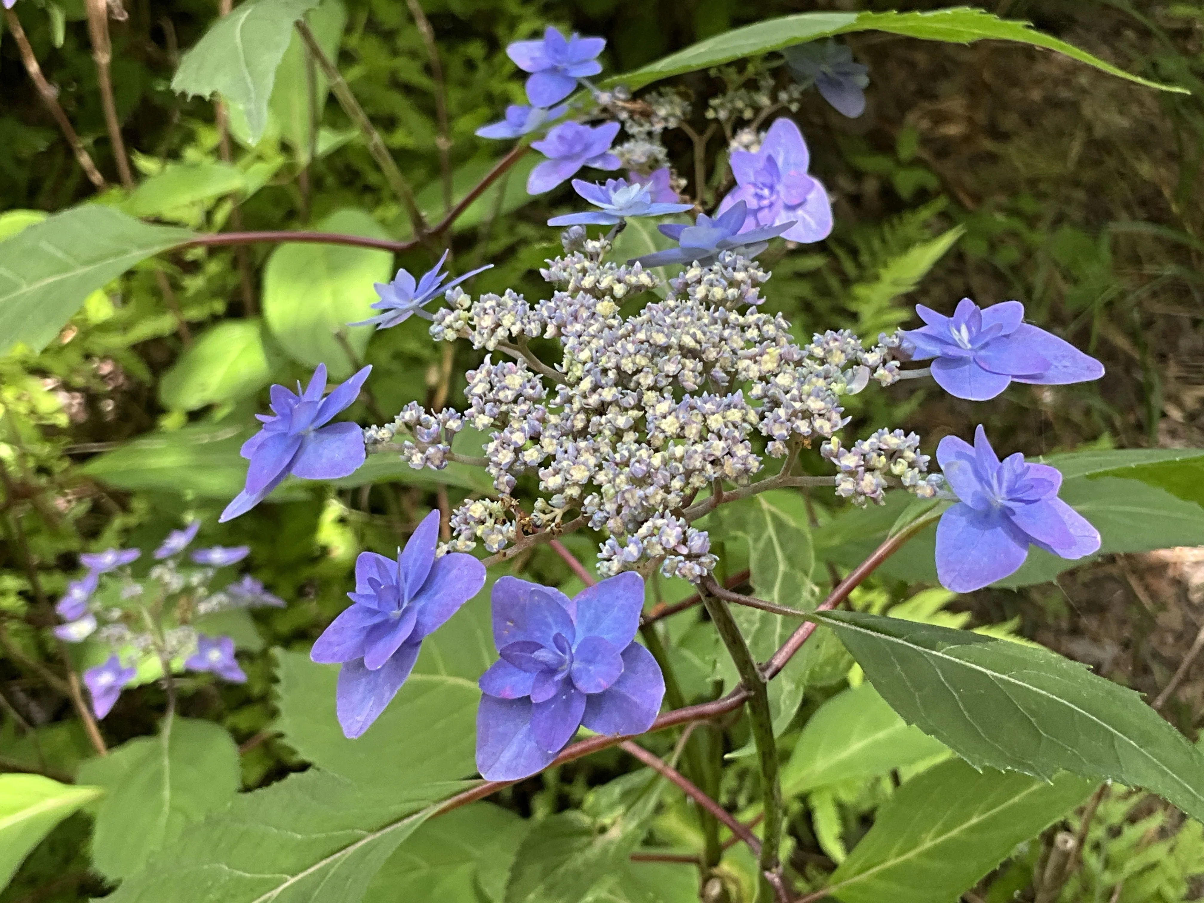 深山八重紫（京都府立植物園）：2026年5月23日（土）｜藤井秀昭