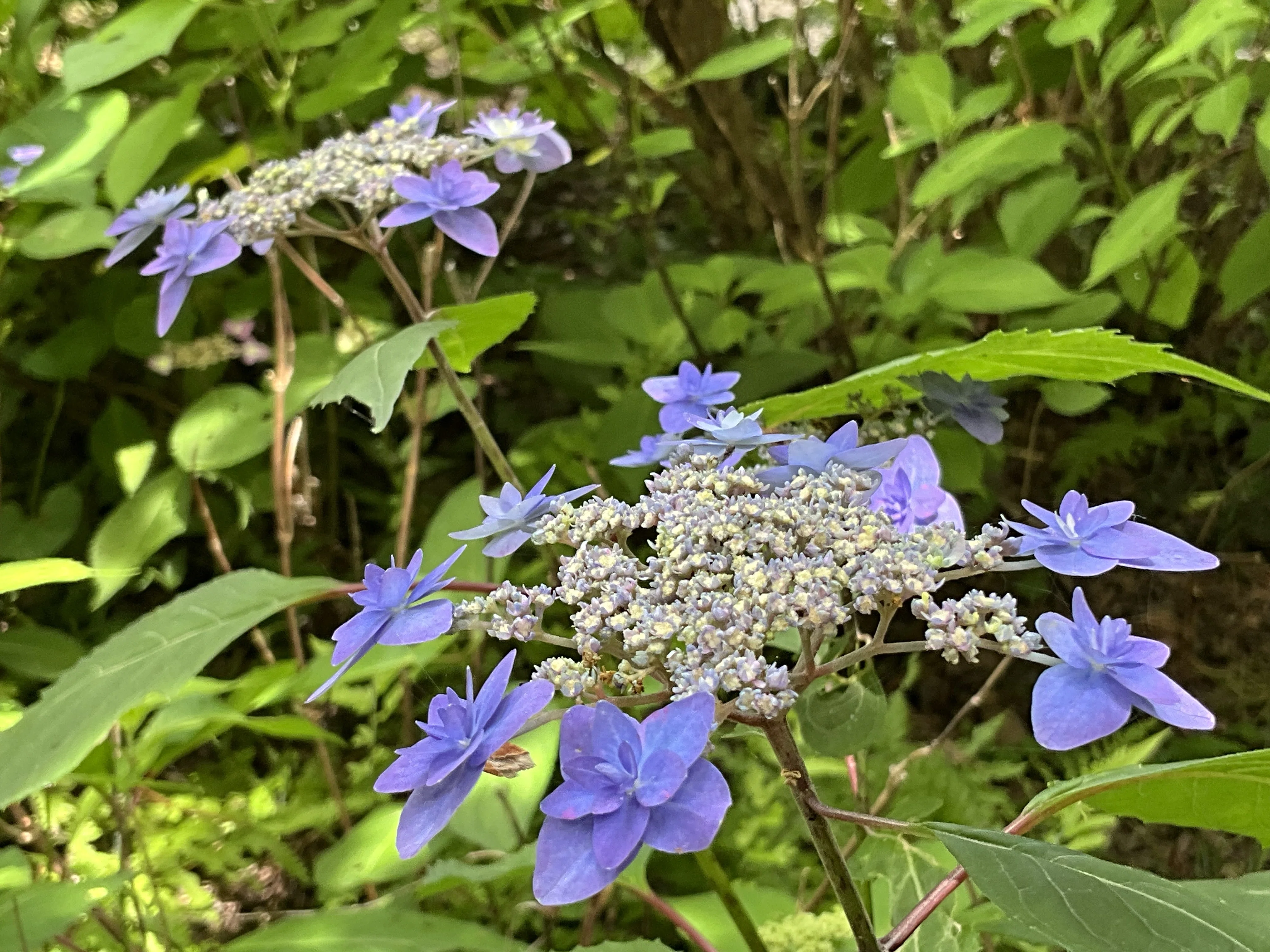 深山八重紫（京都府立植物園）：2026年5月23日（土）｜藤井秀昭