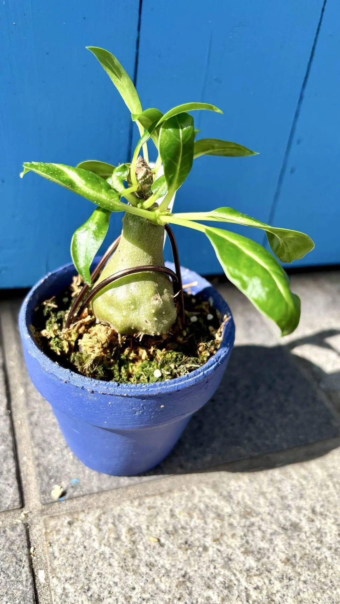ヒドノフィツム|フォルミカルム|アリ植物②｜cova 塊根植物に沼った