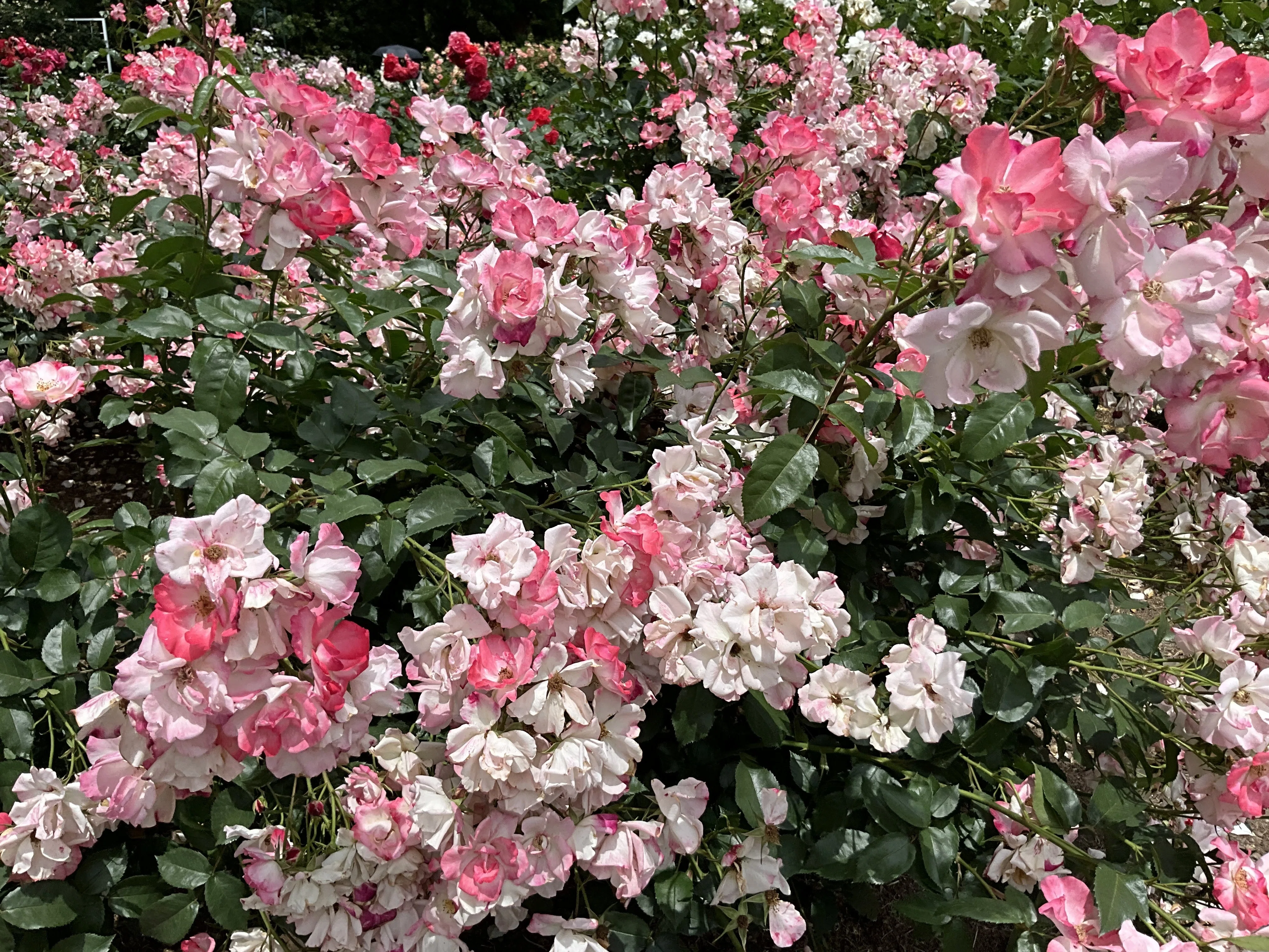 花霞（京都府立植物園）：2026年5月20日（水）｜藤井秀昭（『京都居候