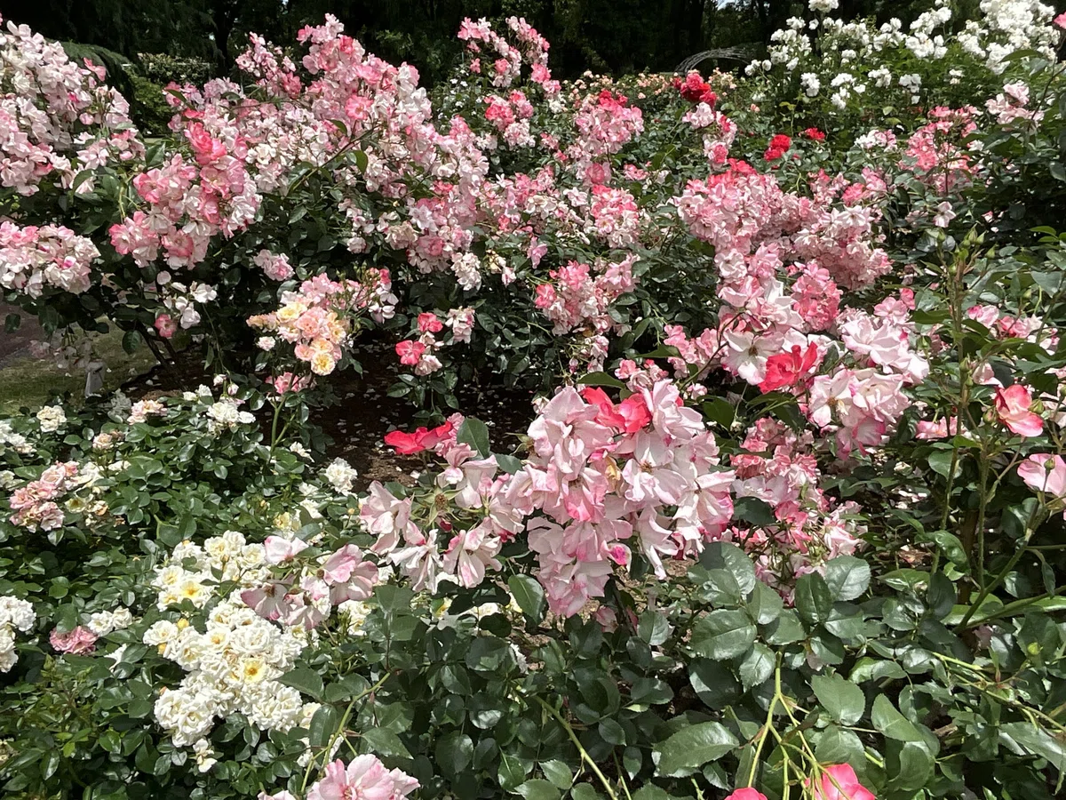 花霞(京都府立植物園):2026年5月20日(水)|藤井秀昭(『京都居候叢書』著者)