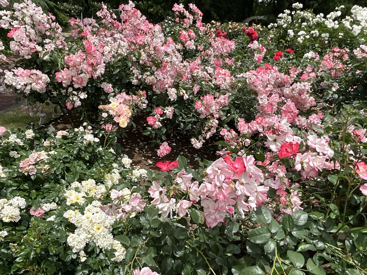 花霞(京都府立植物園):2026年5月20日(水)|藤井秀昭(『京都居候叢書』著者)