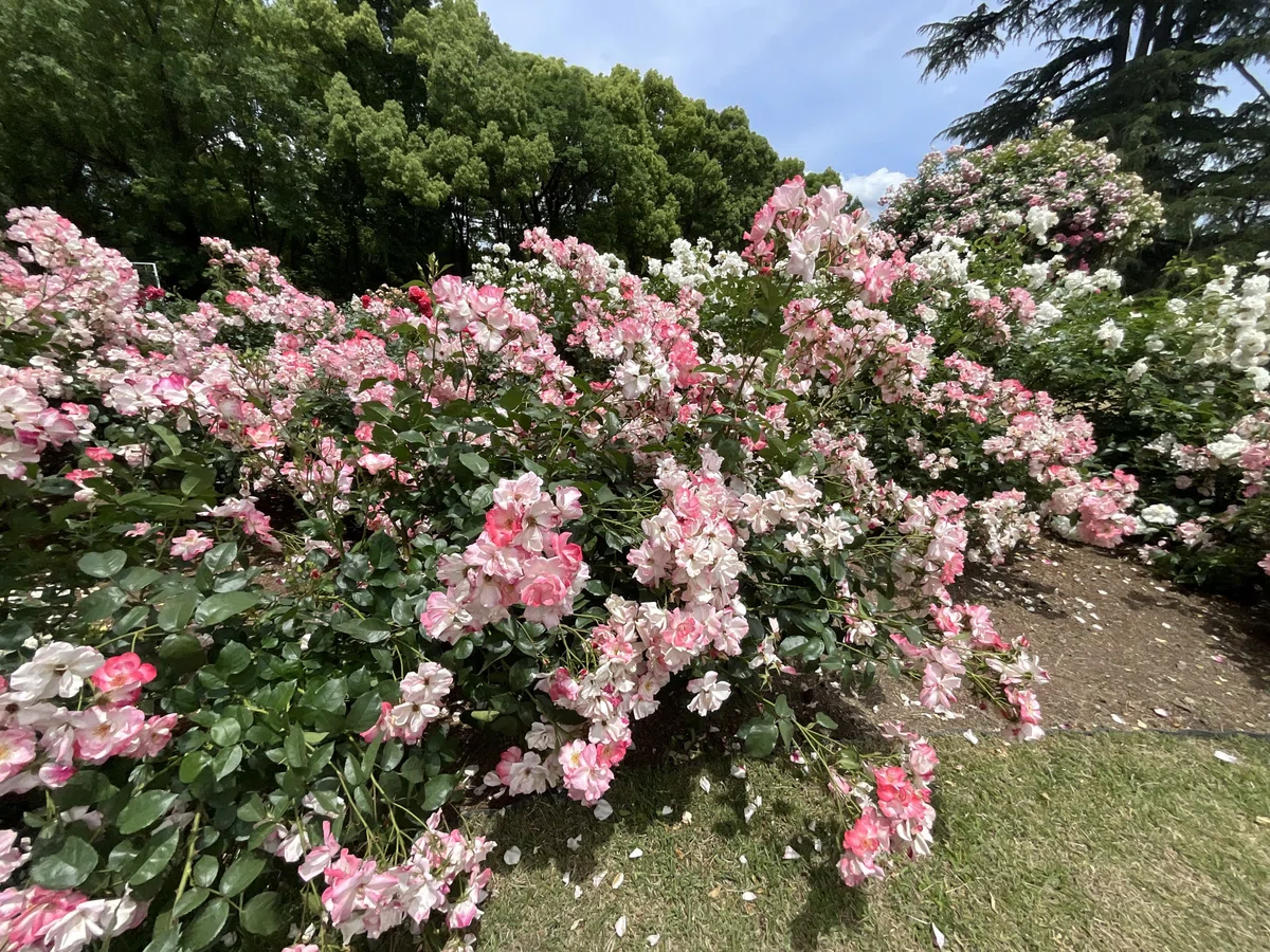 花霞(京都府立植物園):2026年5月20日(水)|藤井秀昭(『京都居候叢書』著者)