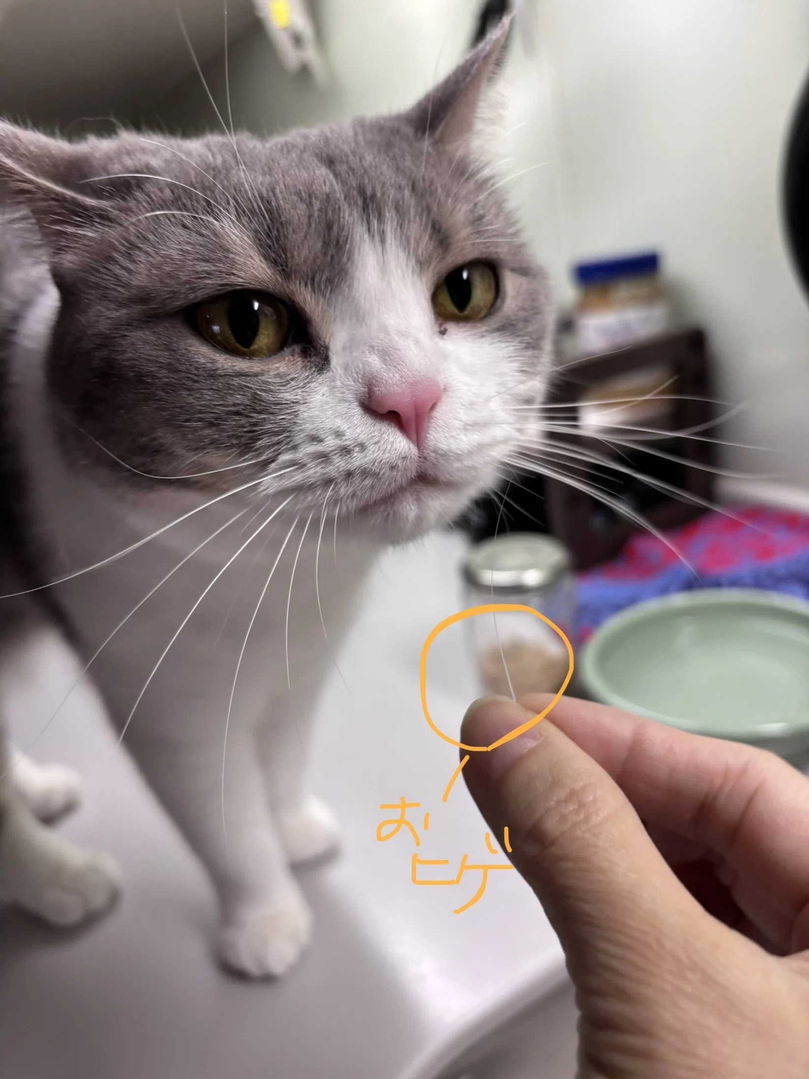 お待たせいたしました（待ってないかな）猫のおヒゲ差し、近況ご報告