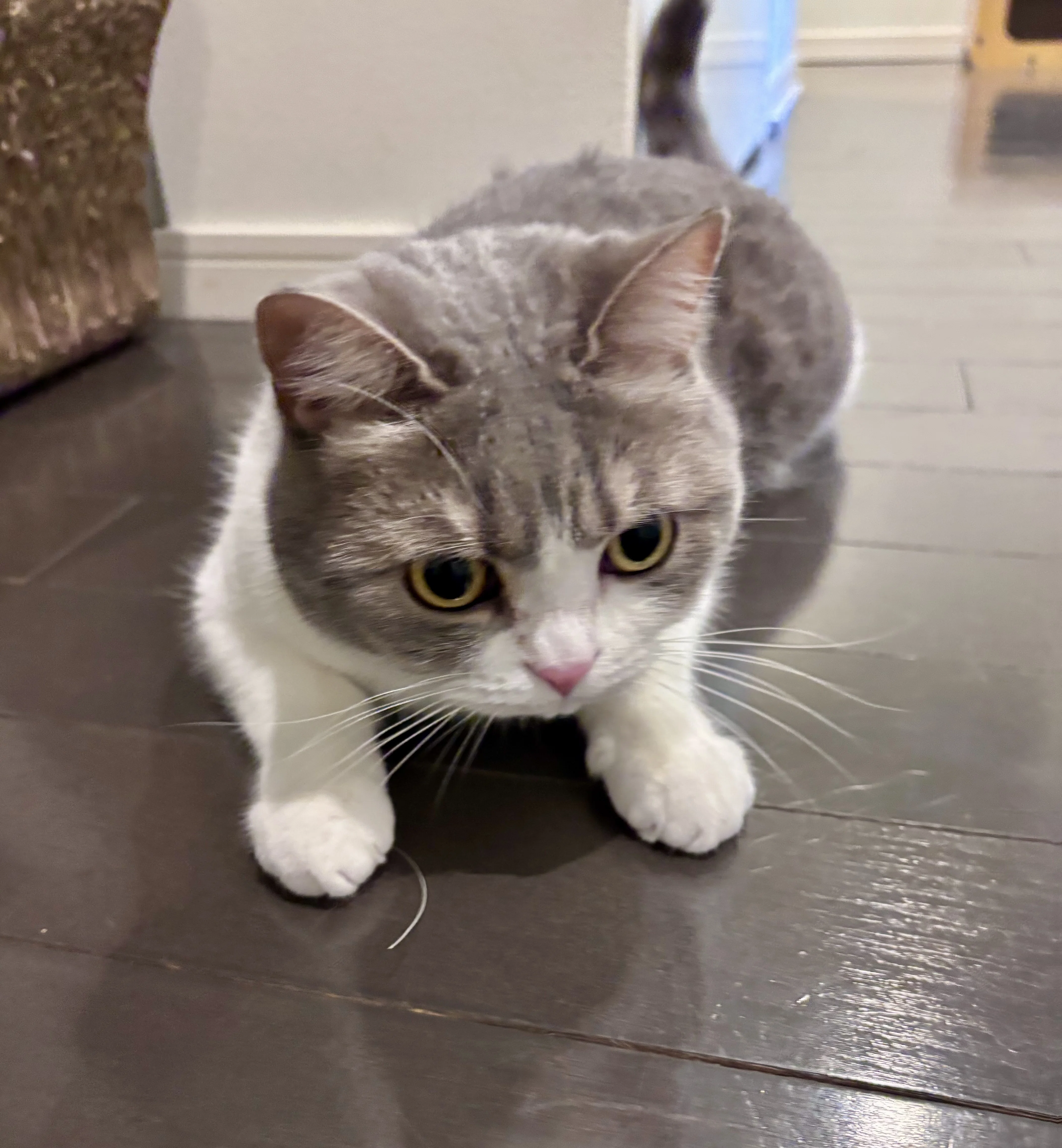 お待たせいたしました（待ってないかな）猫のおヒゲ差し、近況ご報告