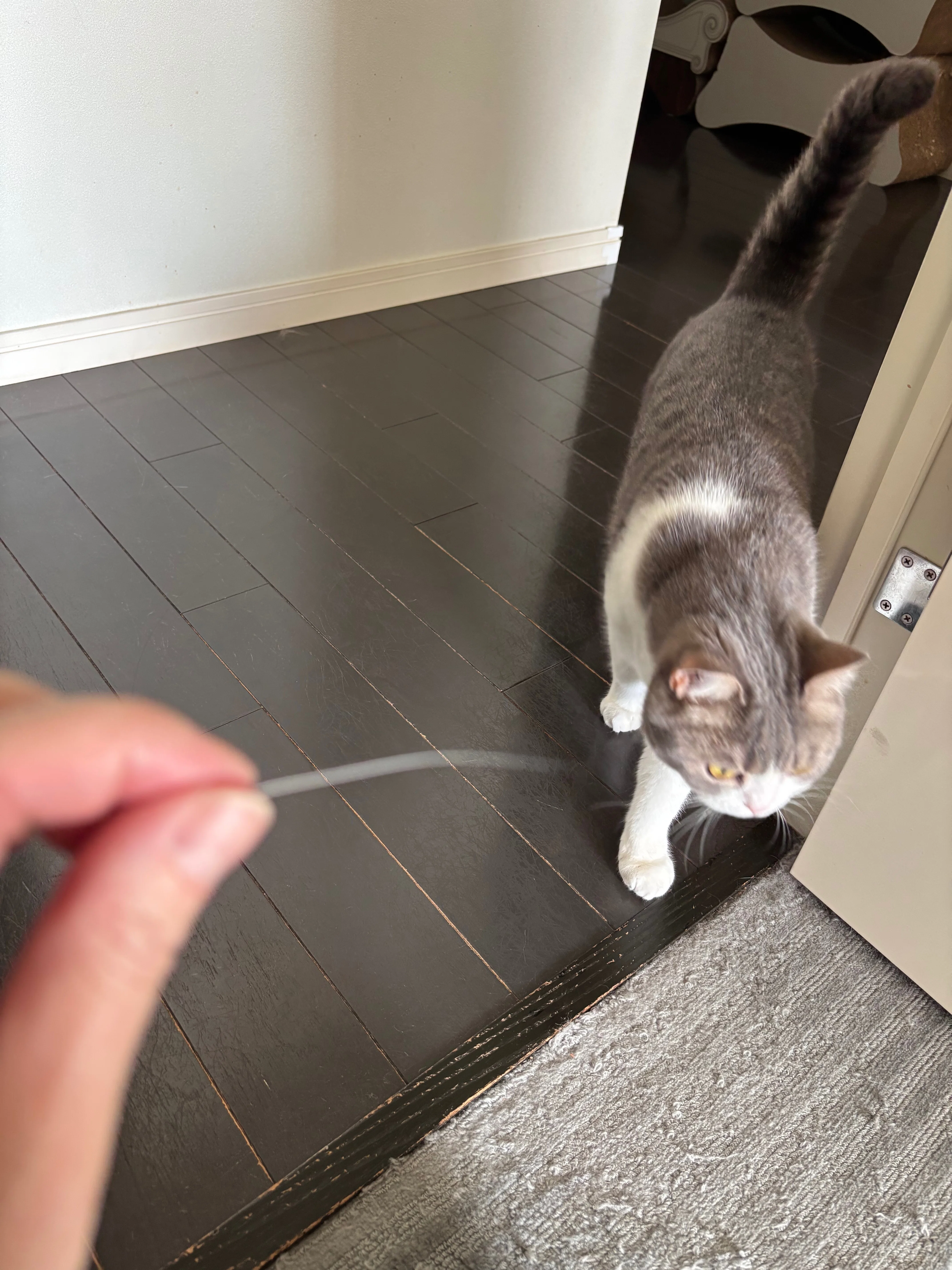 お待たせいたしました（待ってないかな）猫のおヒゲ差し、近況ご報告