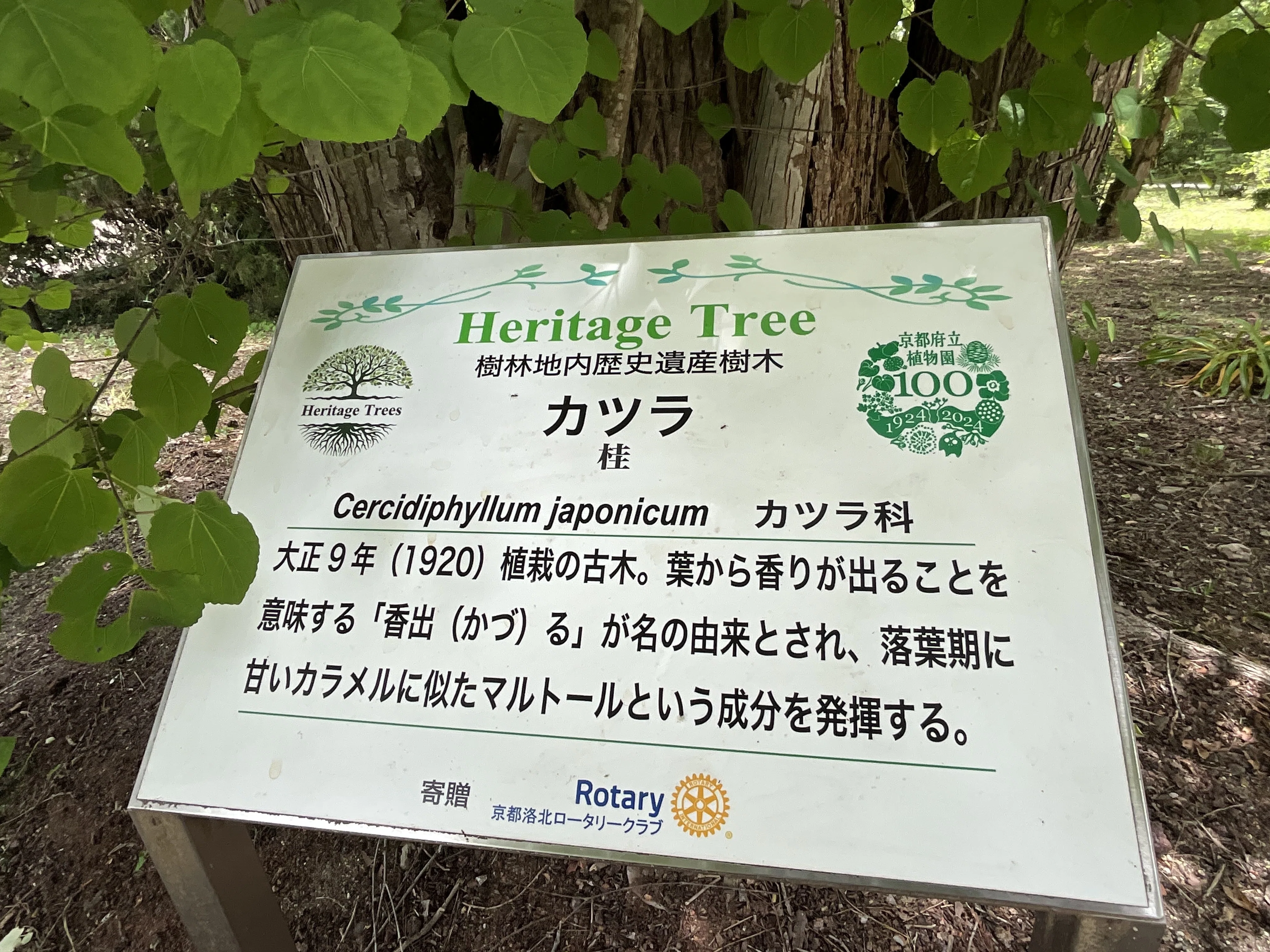 カツラ（京都府立植物園）No.38：2026年5月27日（水）｜藤井秀昭