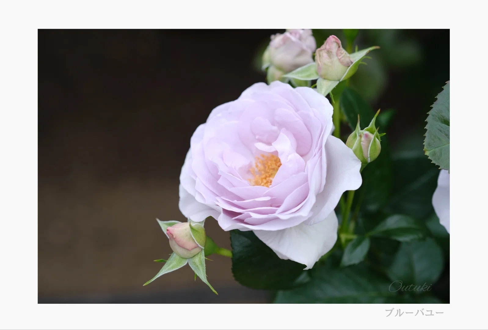 バラの写真まとめ2｜桜月