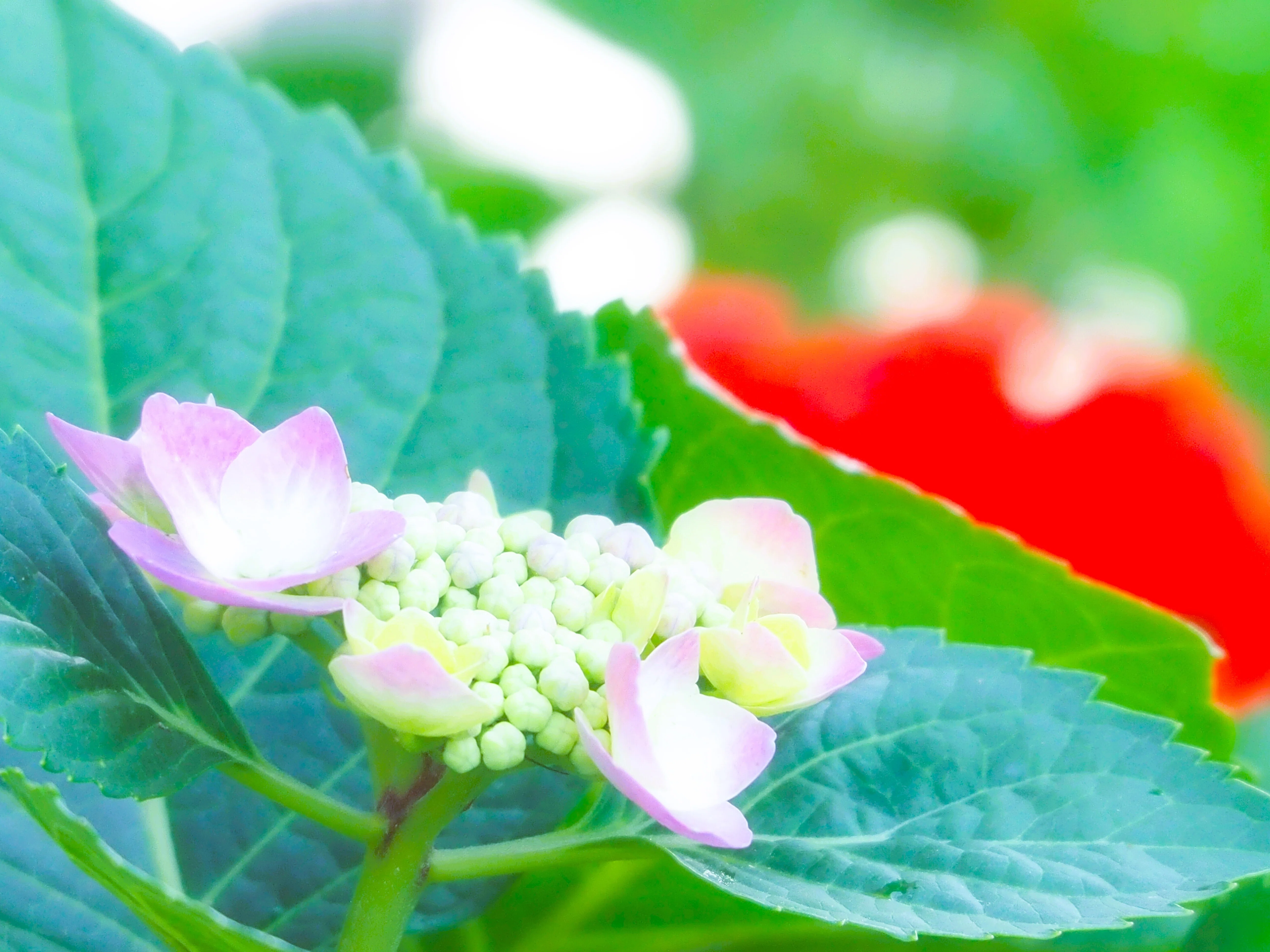 色づき始めた紫陽花の花を眺めながら｜あーかいぶ55