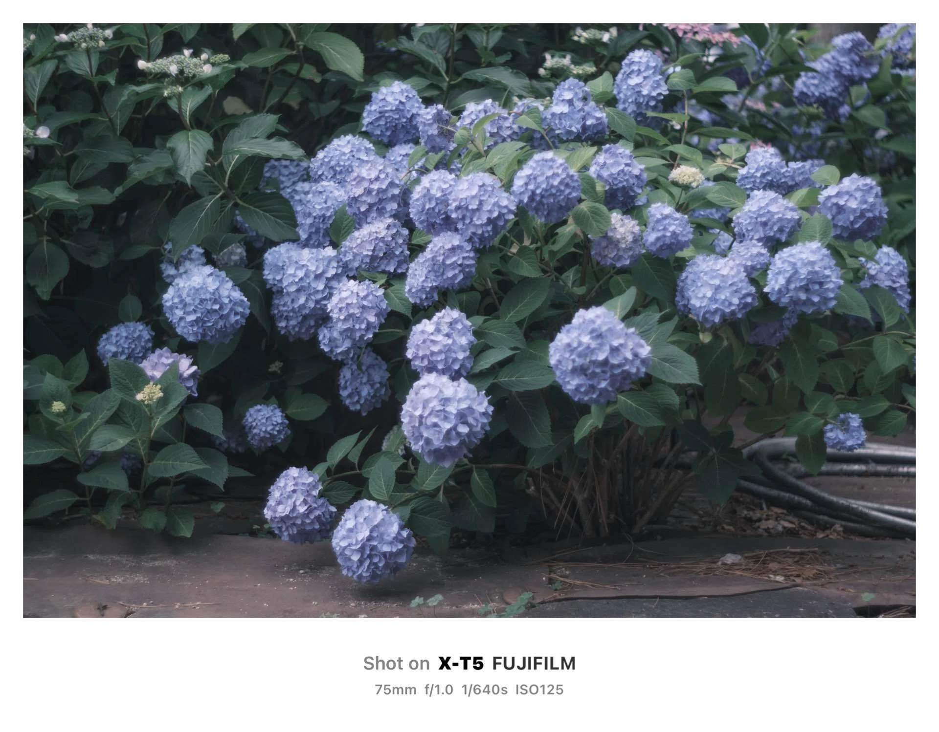 紫陽花の季節｜robin