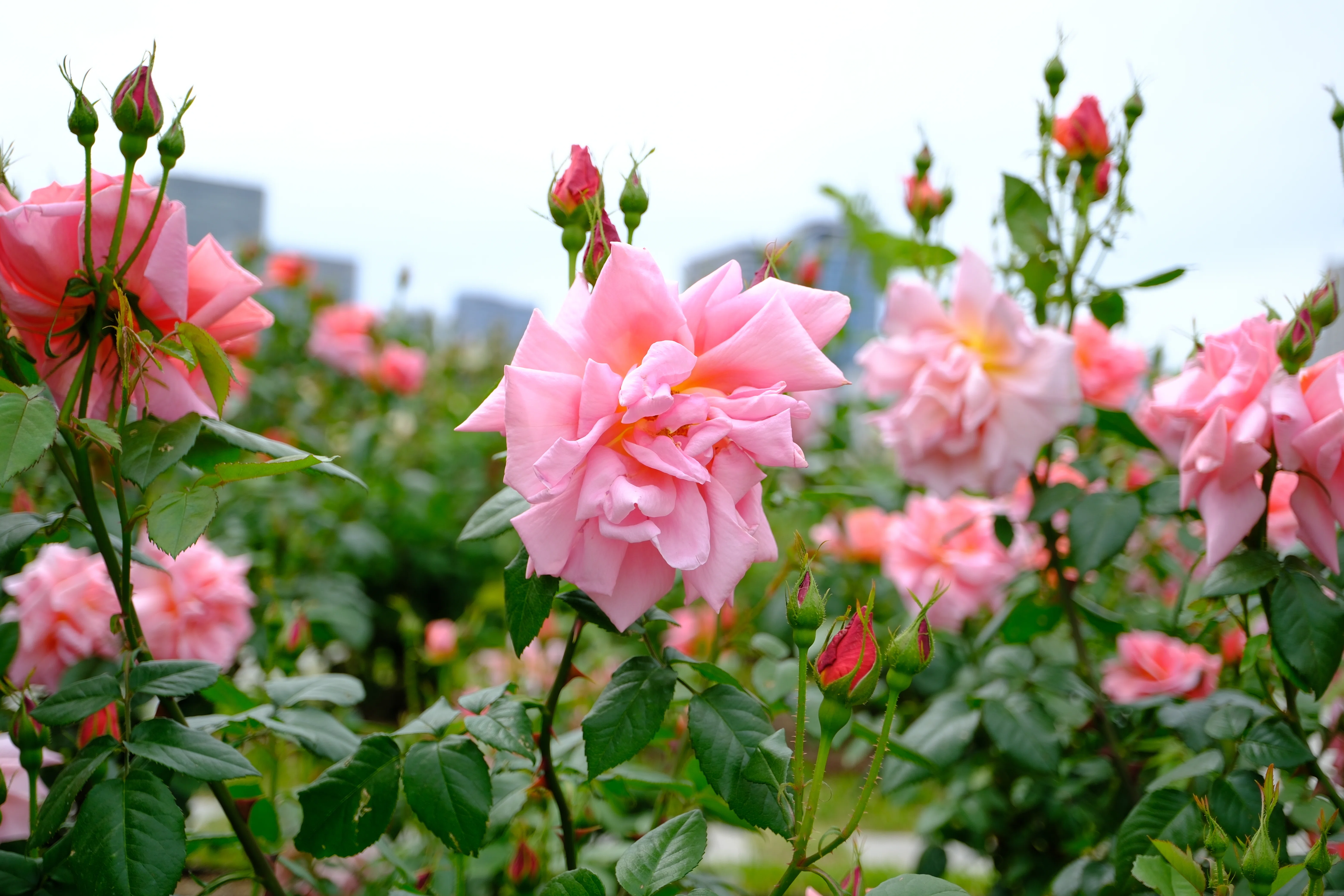 📷X-T30III × 🌹中之島バラ園 ｜ 🇫🇷マダム・エドゥアール・エリオ