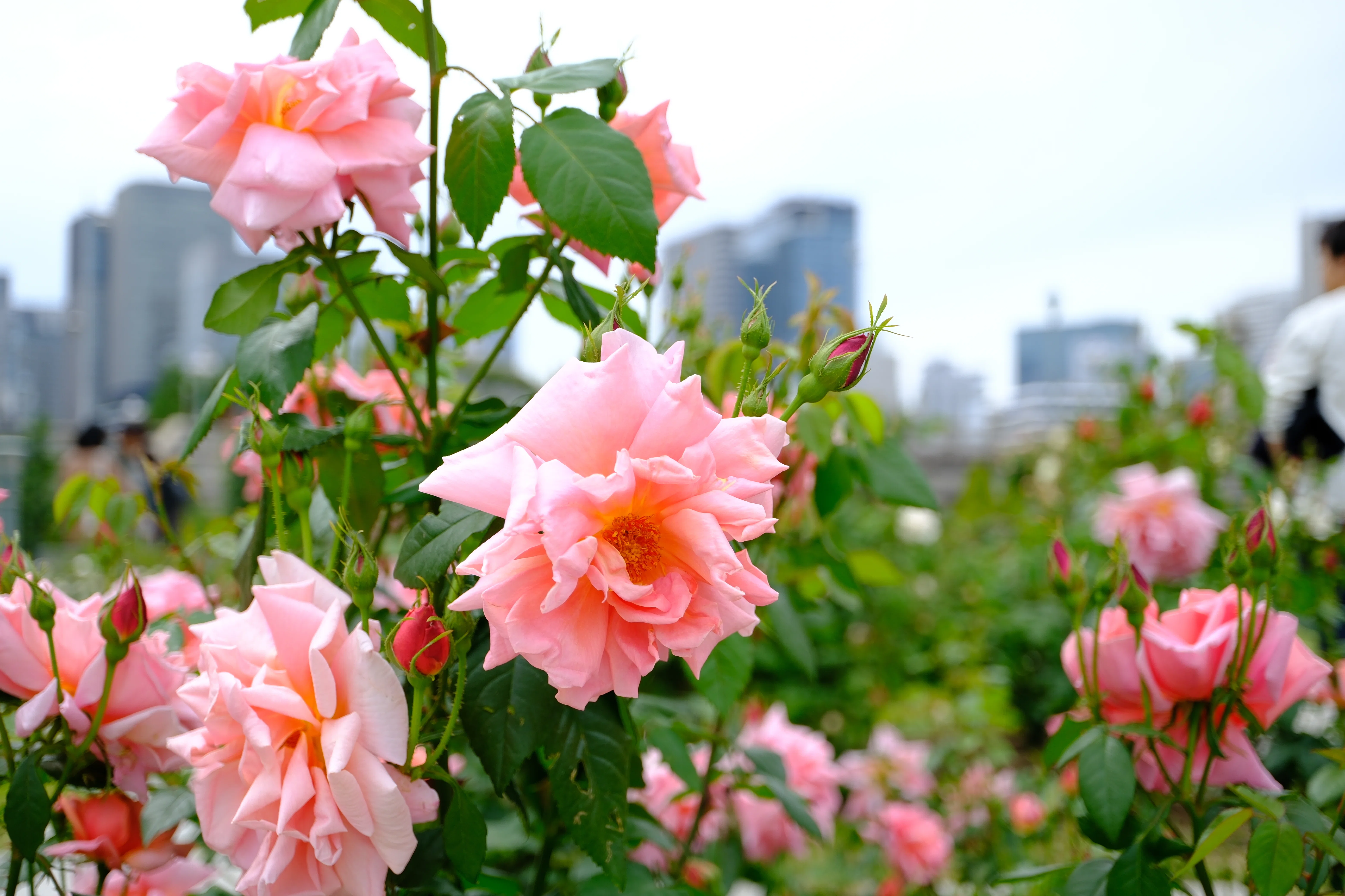 📷X-T30III × 🌹中之島バラ園 ｜ 🇫🇷マダム・エドゥアール・エリオ
