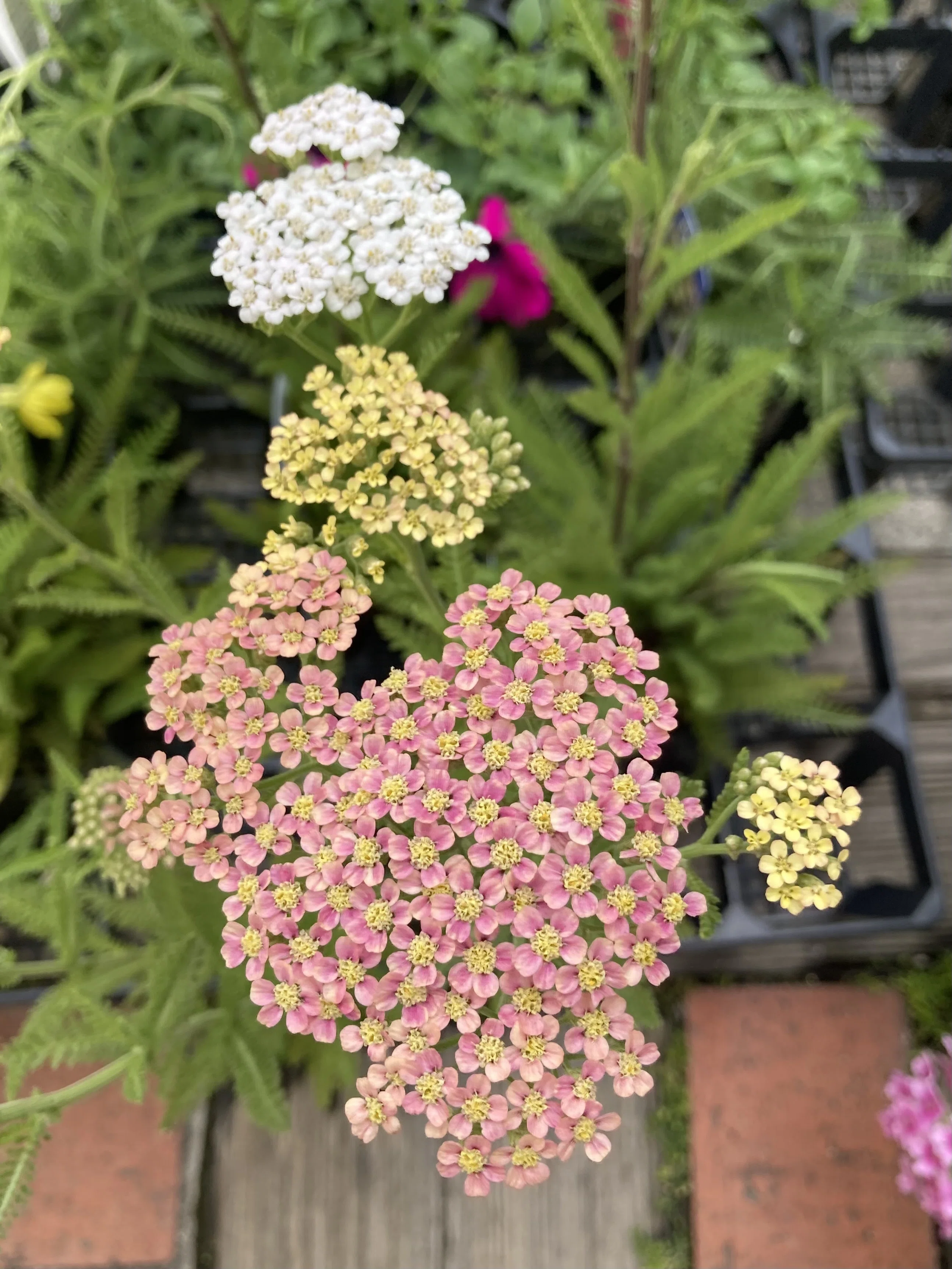 アキレア・サマーパステルミックス｜我が家の花壇