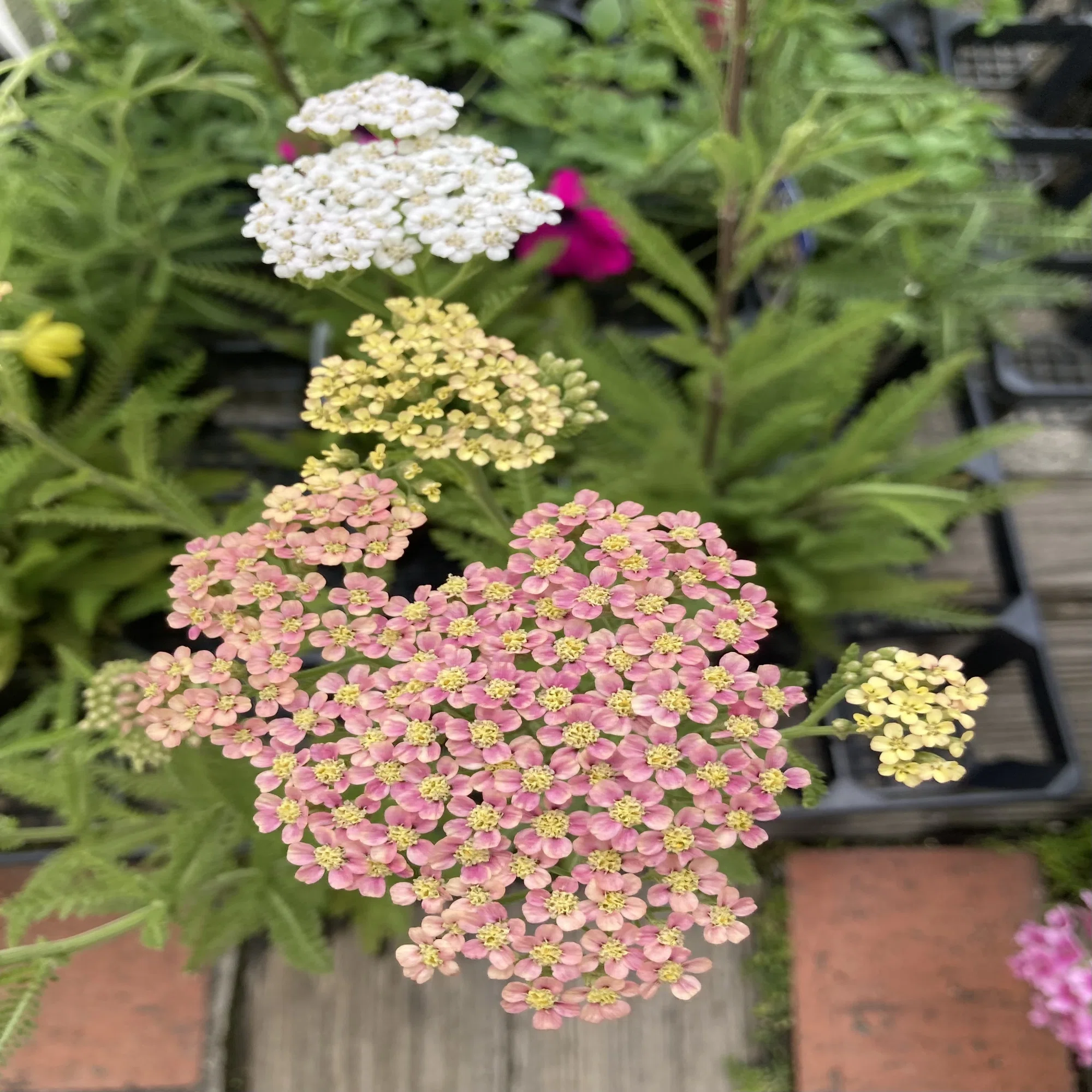 アキレア・サマーパステルミックス｜我が家の花壇