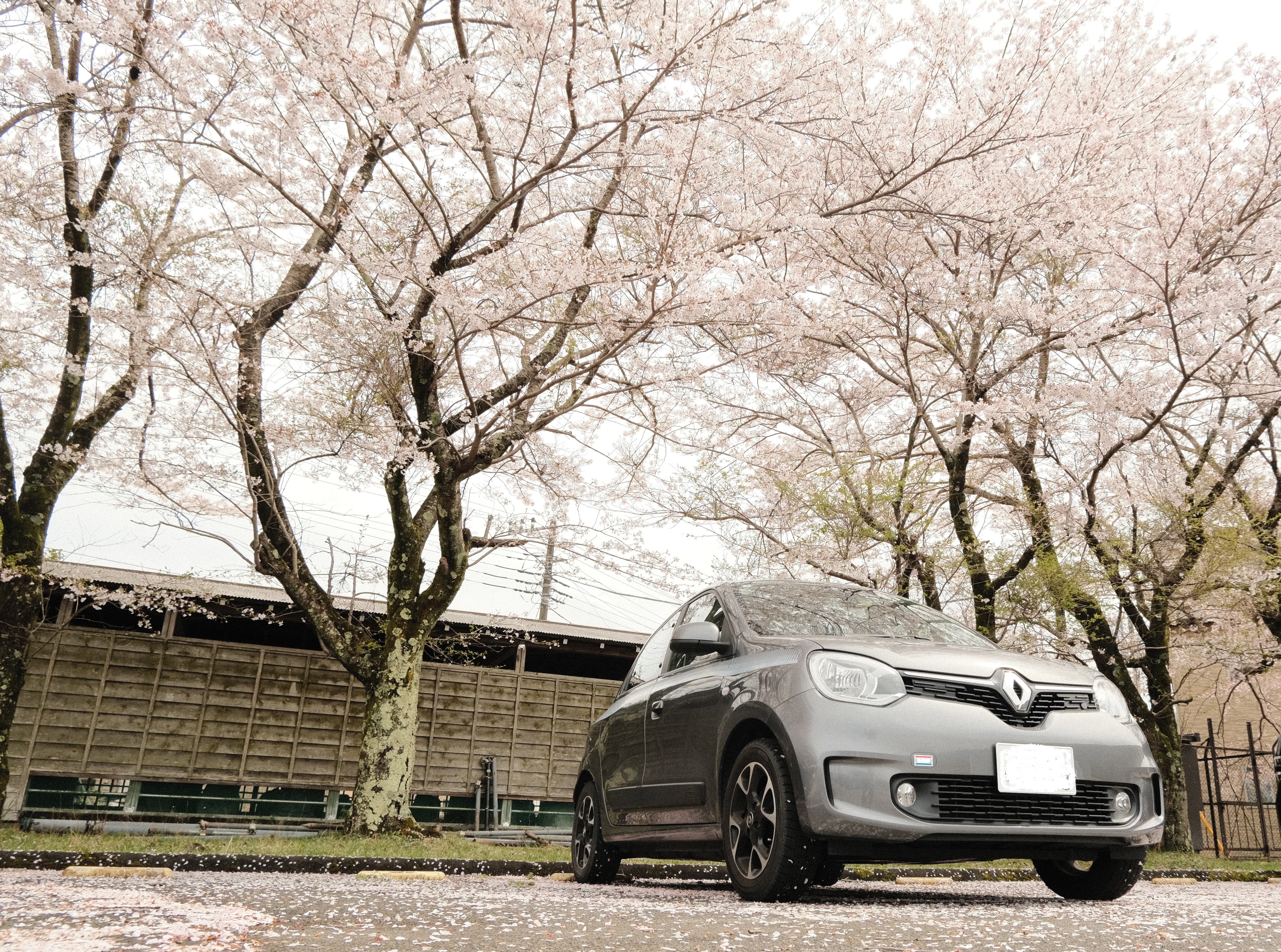 TwinGo3で行く｜春の宮ヶ瀬湖畔 お花見🌸ぷちツーリング｜SFj1966