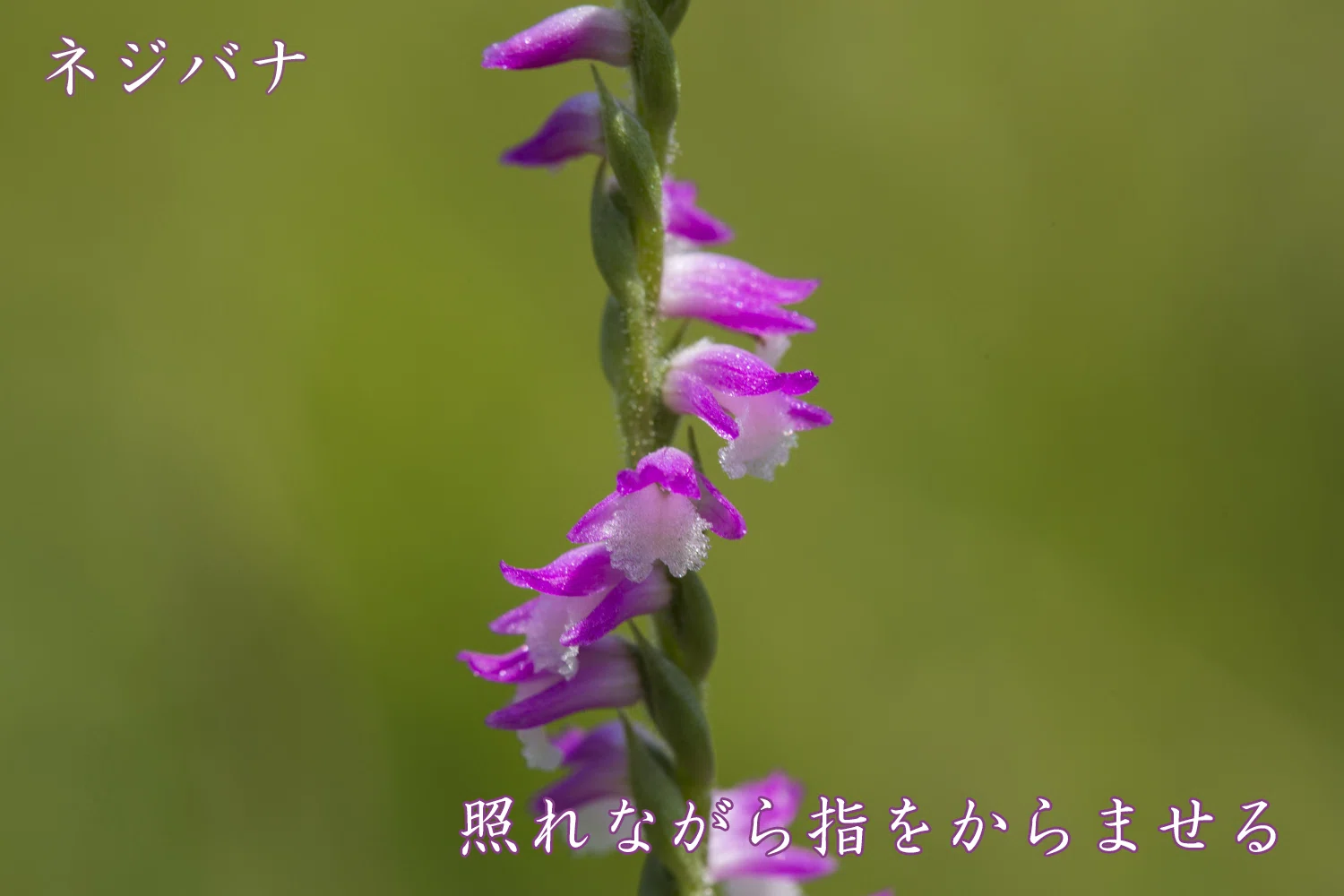 ネジバナ 花 言葉